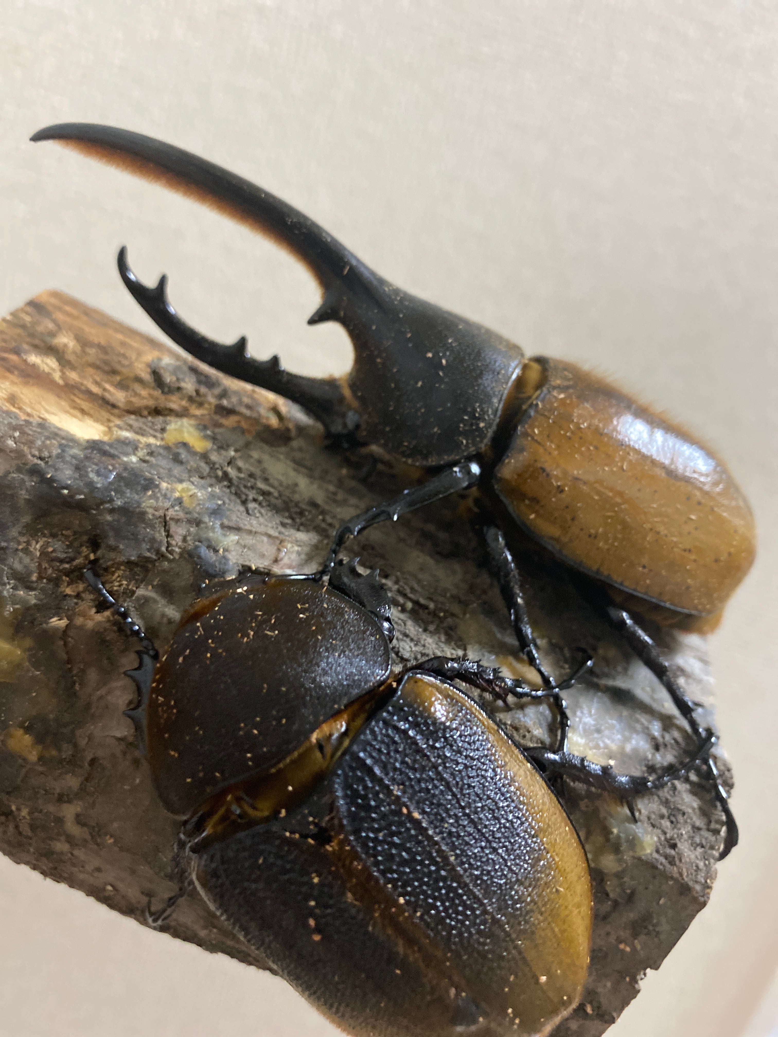 ヘラクレスエクアトリアヌス新成虫ペア＋メス1頭