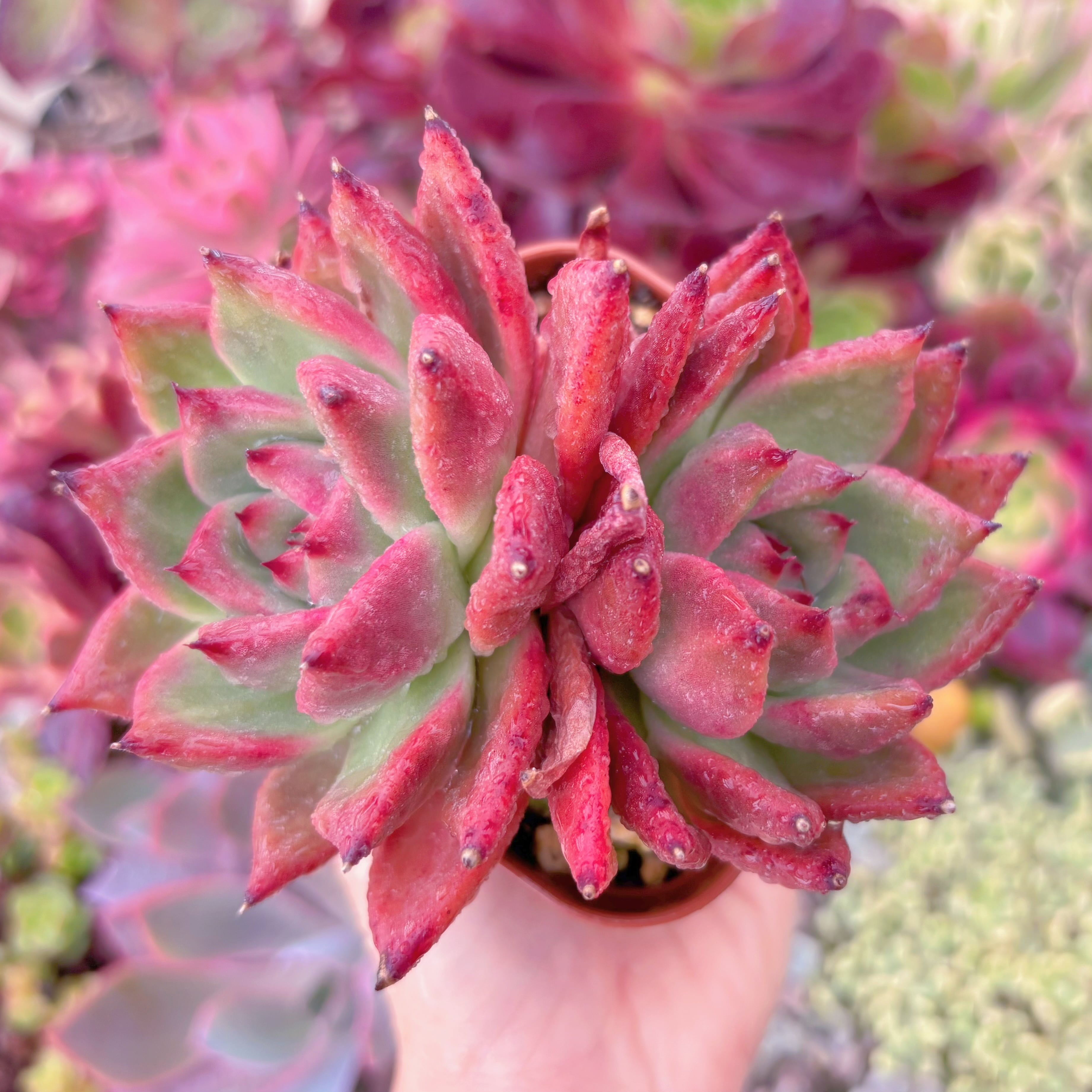 現品　アメストロー#833　2頭群生　 るる農園