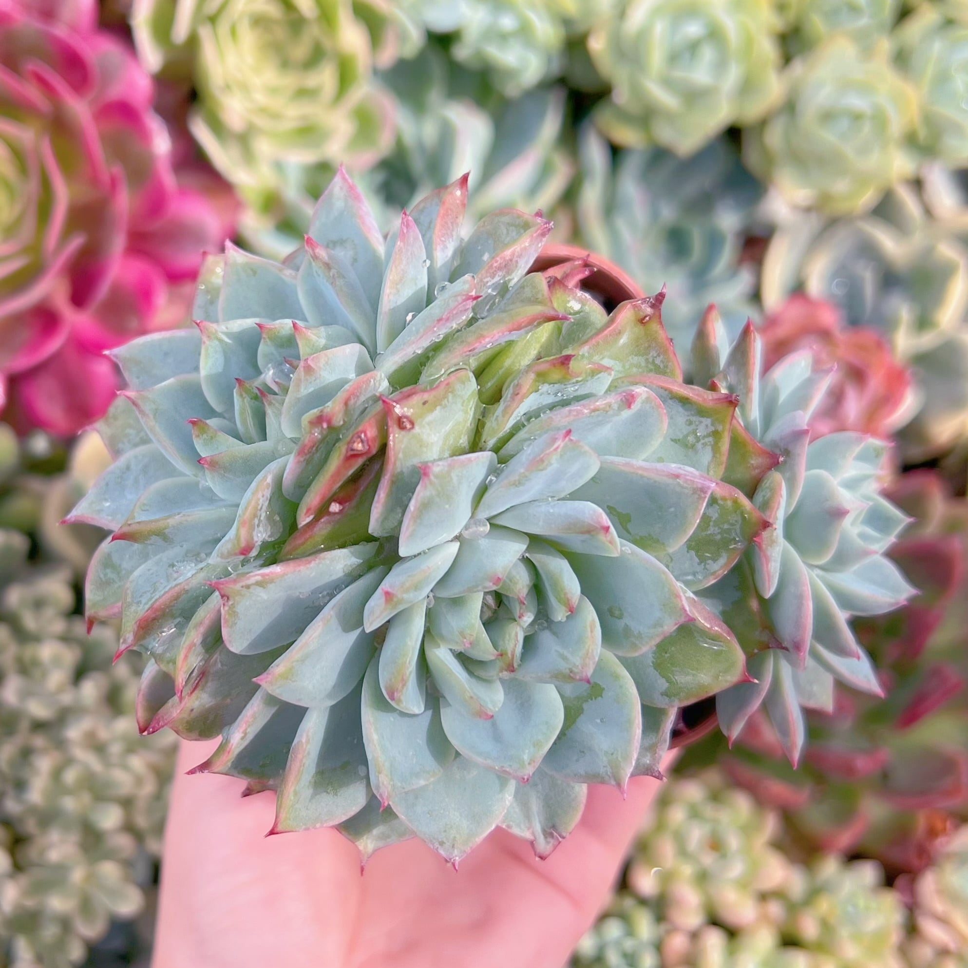 現品　インドクジャク#813　群生　るる農園