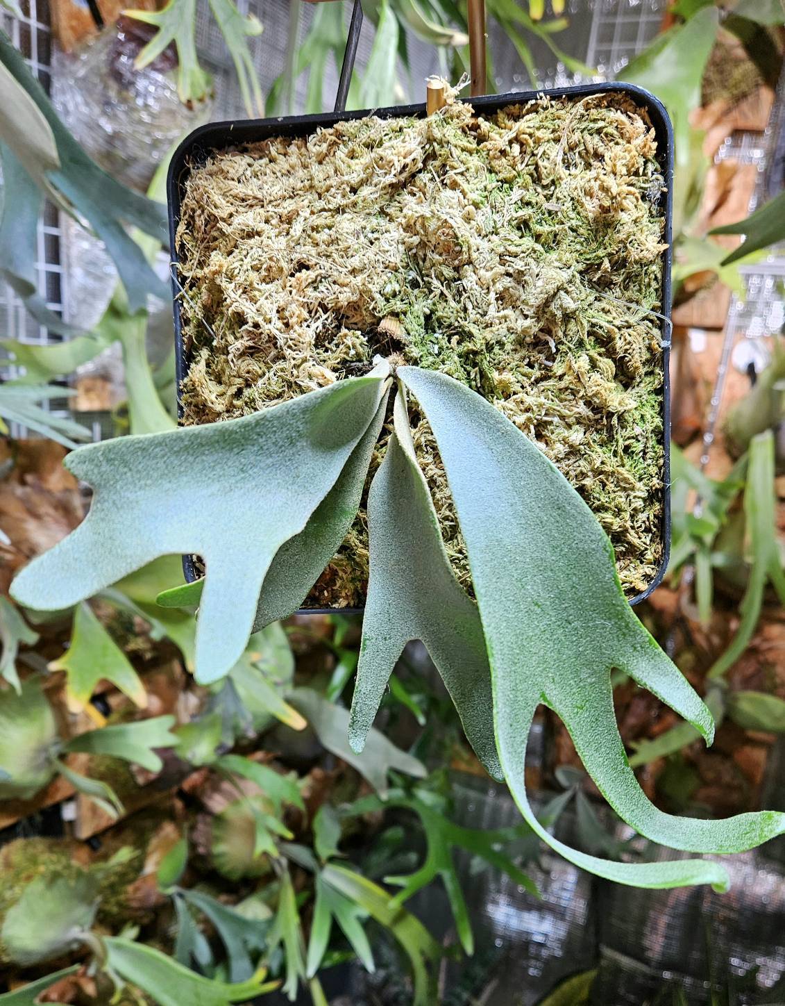 P.willinckii cv. Blue Queen Sporelings【artPLANTs】ビカクシダ/ Platycerium | artPLANTs2020 (アートプランツ) powered by BASE