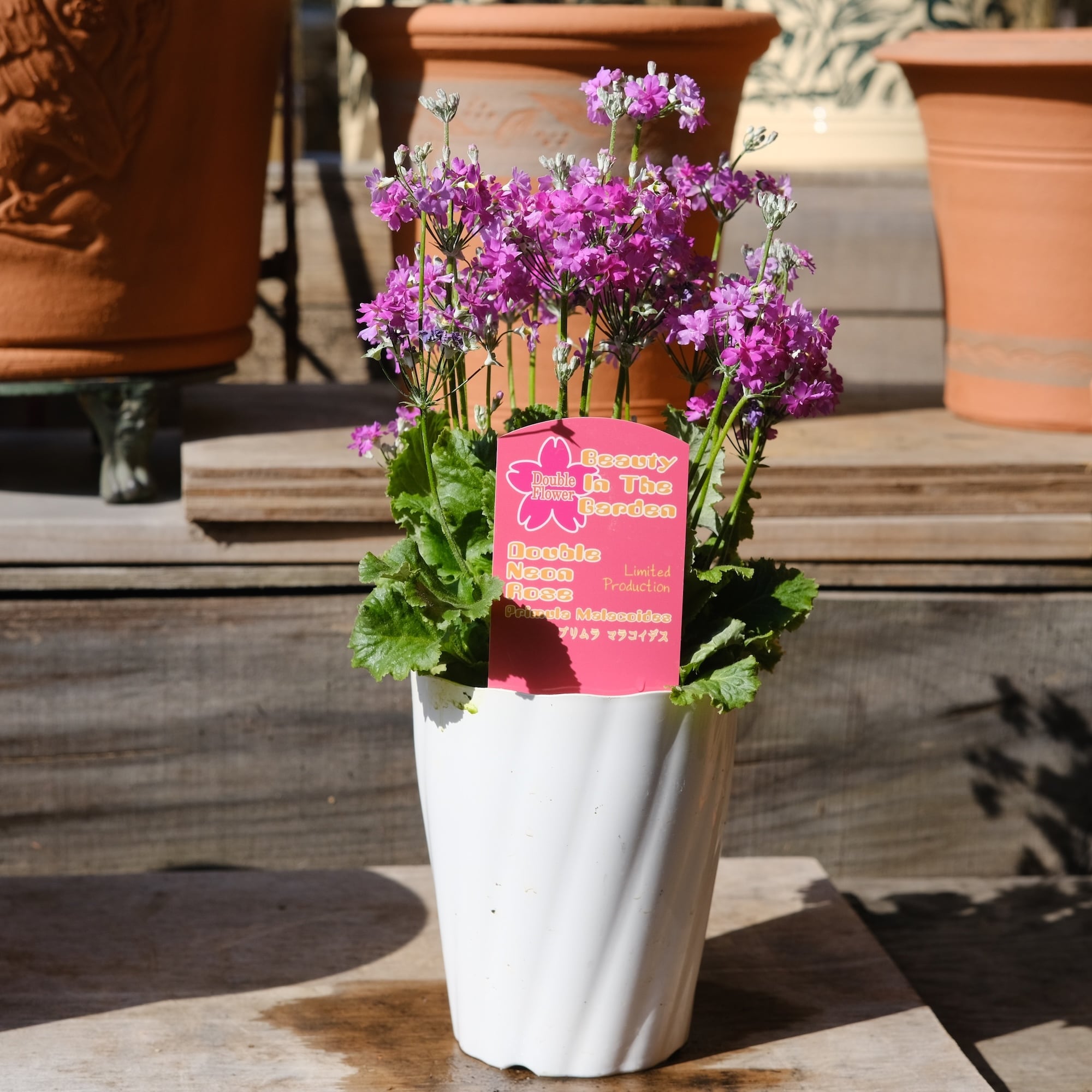 プリムラ マラコイデス《 ダブル ネオンローズ 》 | グリーン