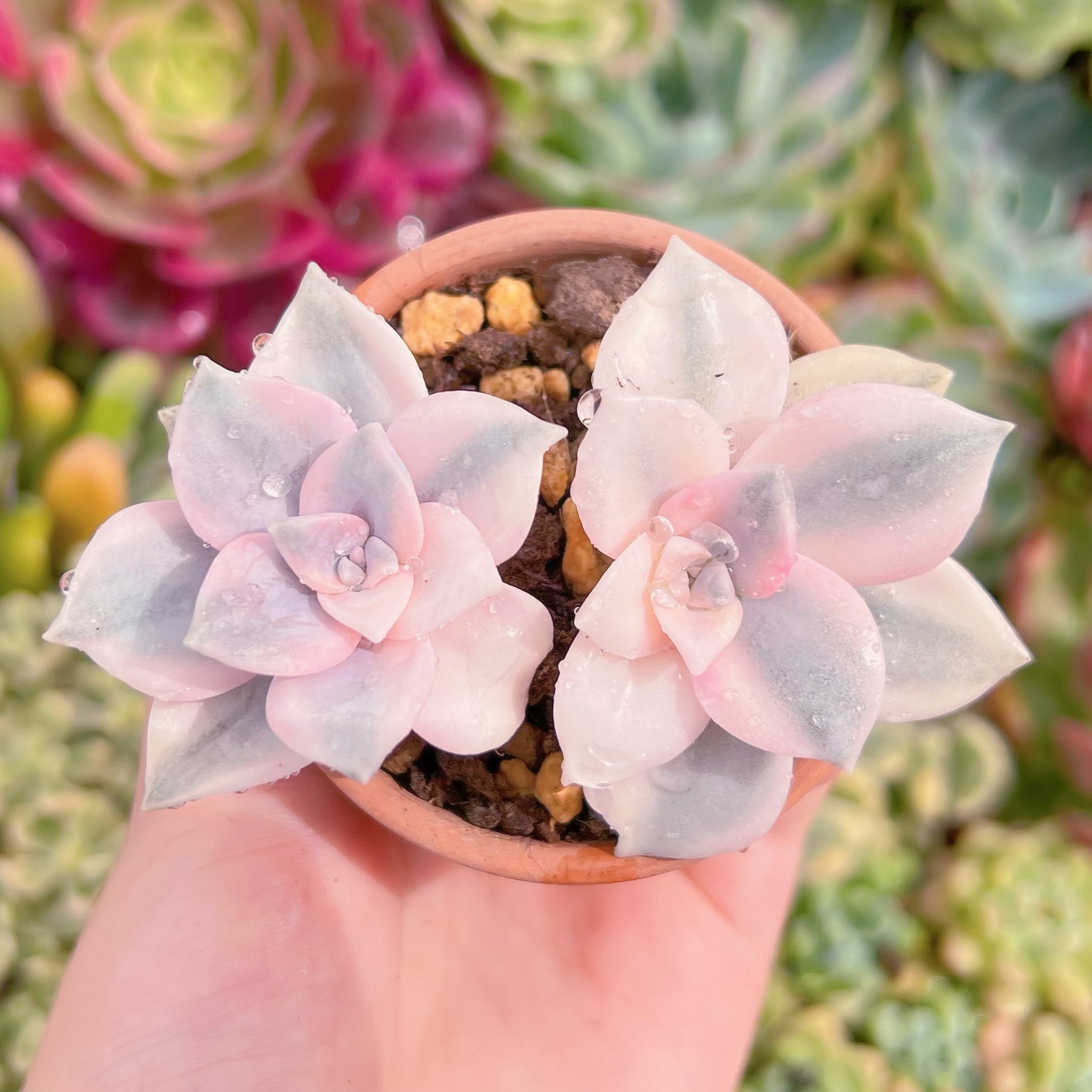 現物　パープルディライト錦#893　るる農園