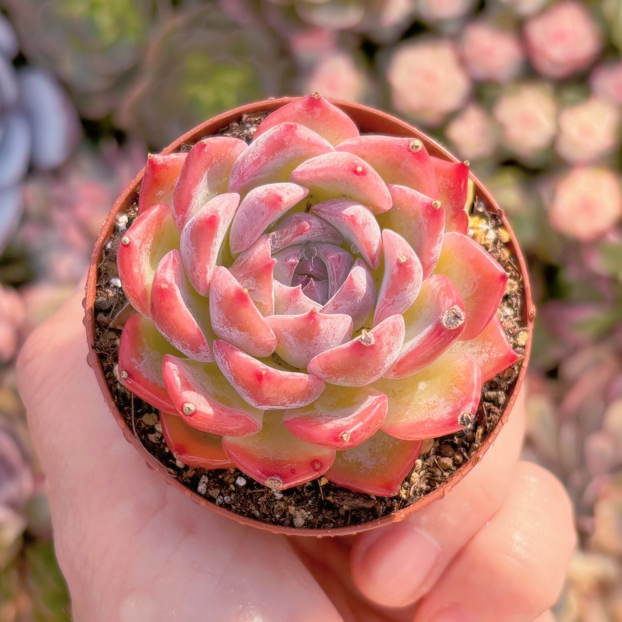 現品　ソクヨン#A033　るる農園