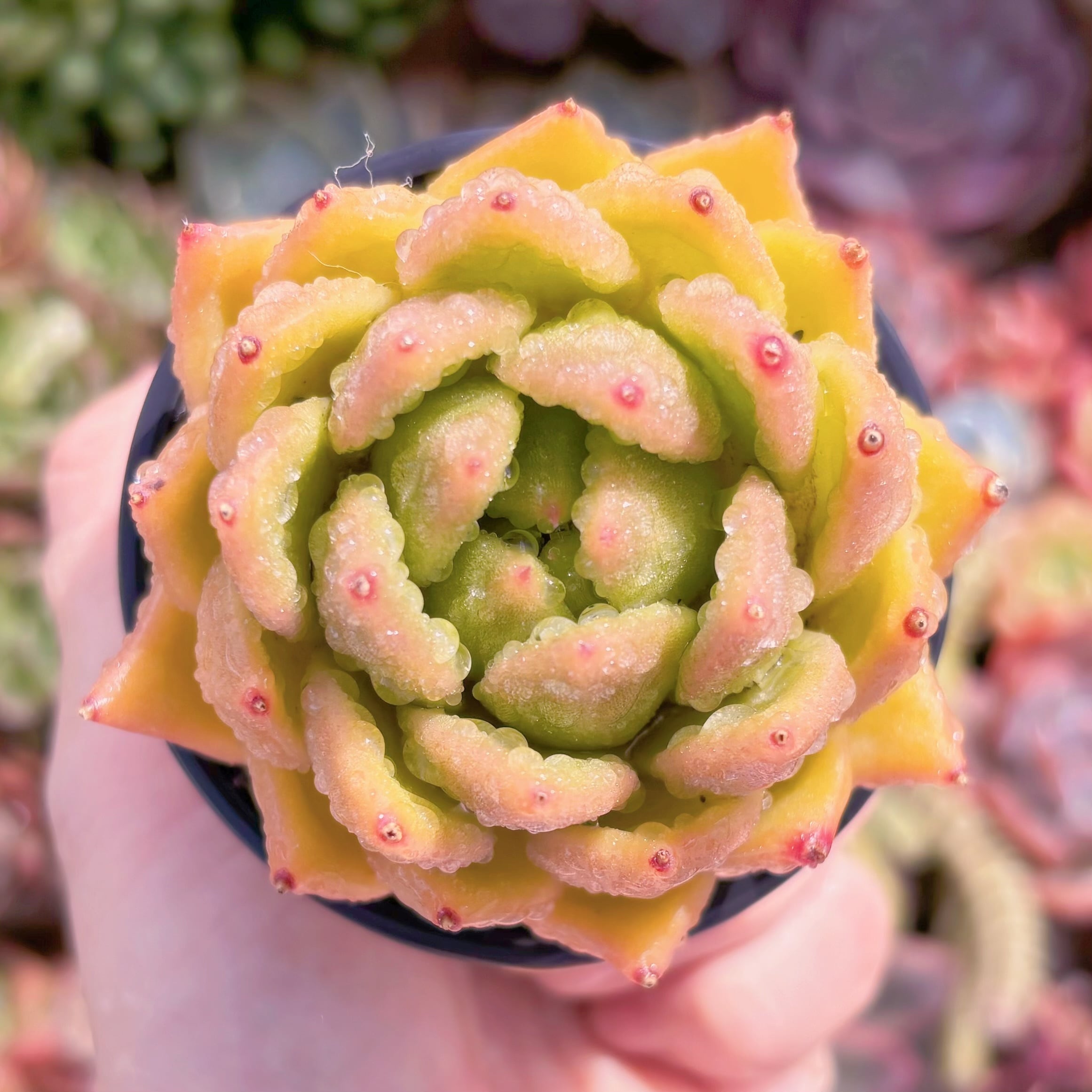 現品　ゴールドバニー#571　るる農園