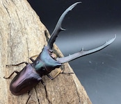 《メタリフェルホソアカ亜種フィナエ パープル系 75.5mm ペア》
