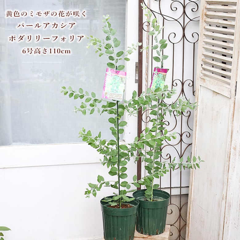 常緑苗木 パールアカシア ポダリリーフォリア 6号 高110cm ミモザ