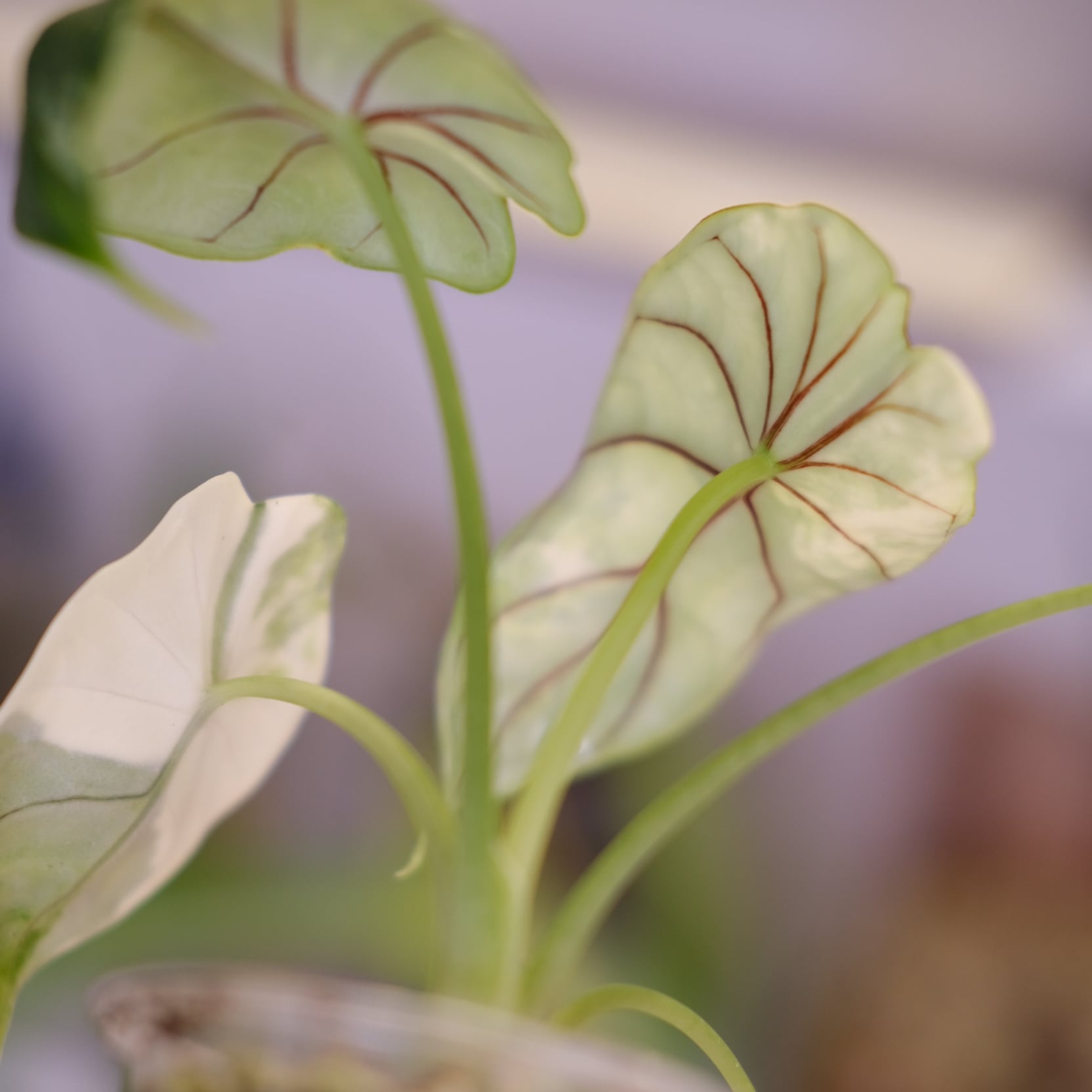 Alocasia dragon scale varigated④│アロカシア ドラゴンスケール 斑