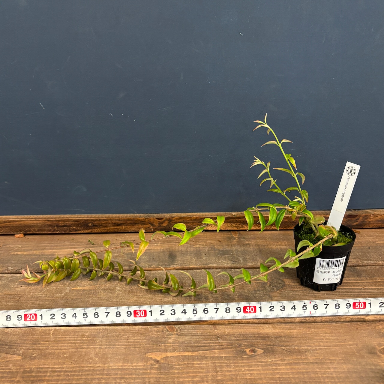 コルムネア oxyphylla【917】