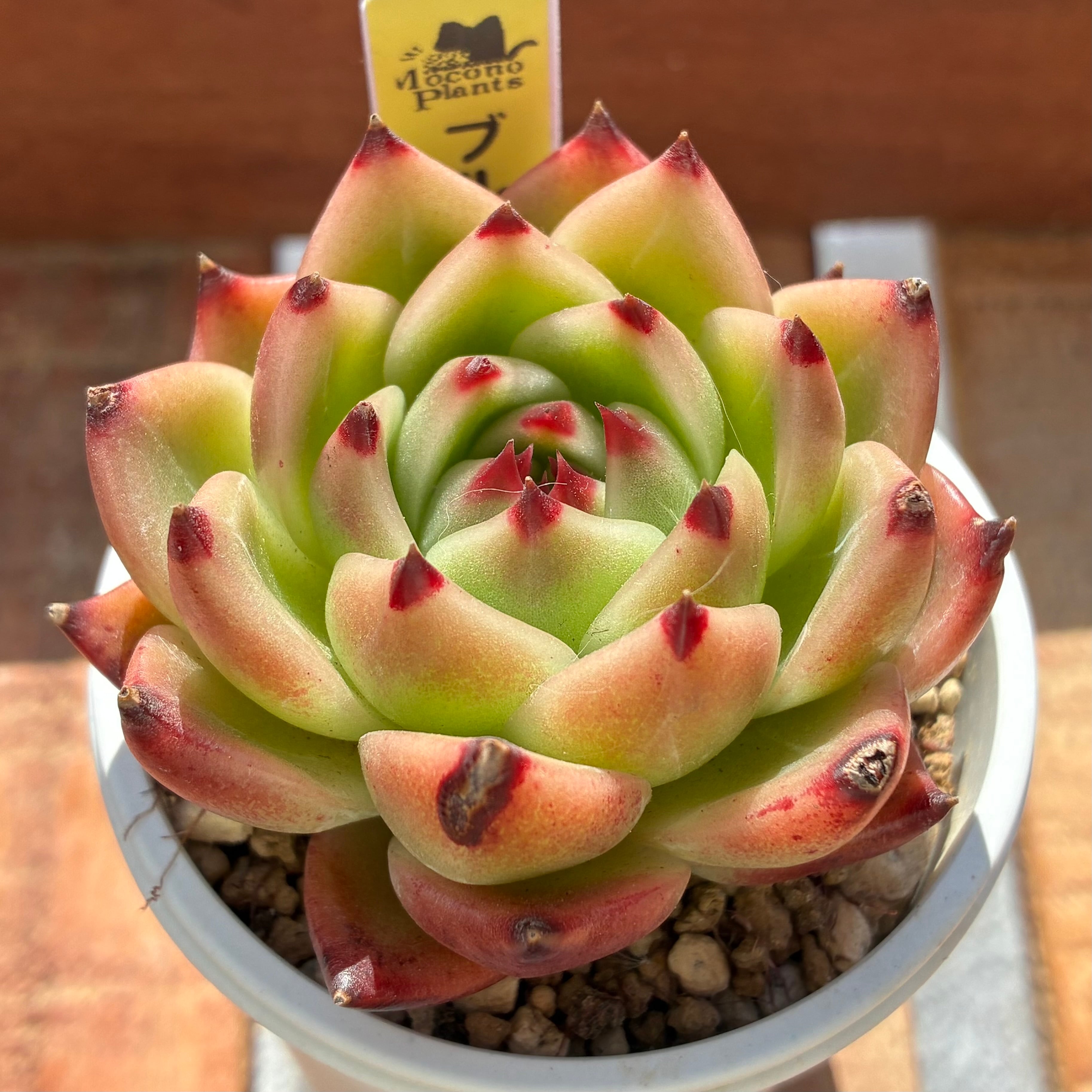 ニ*ケ様 多肉植物　ハオルチア　緋桃オブツーサ錦　鮮明錦　超美品　糊斑 ハオルチア オブツーサ錦 緋桃 | mocono_plants