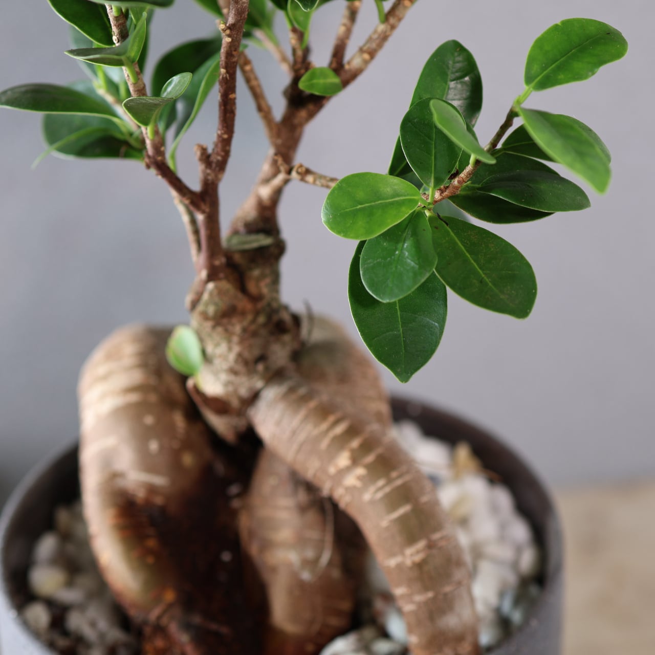 513『ガジュマル陶器鉢』観葉植物【送料無料】 | MARX PLANTS | 観葉
