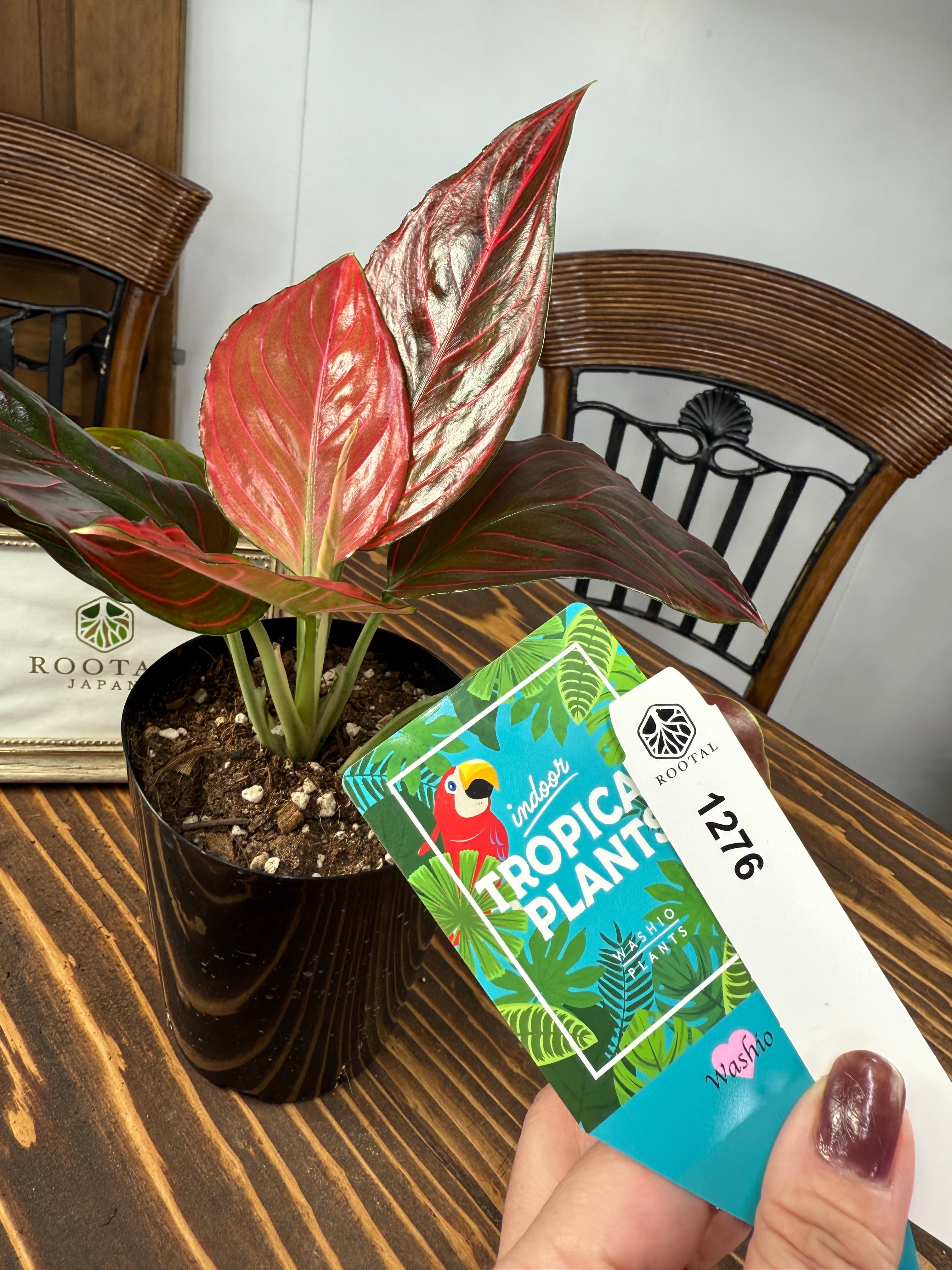 アグラオネマ　リトルホワイトドラゴン　1株 アグラオネマ リトルホワイトドラゴン 1株 【アグラオネマ図鑑