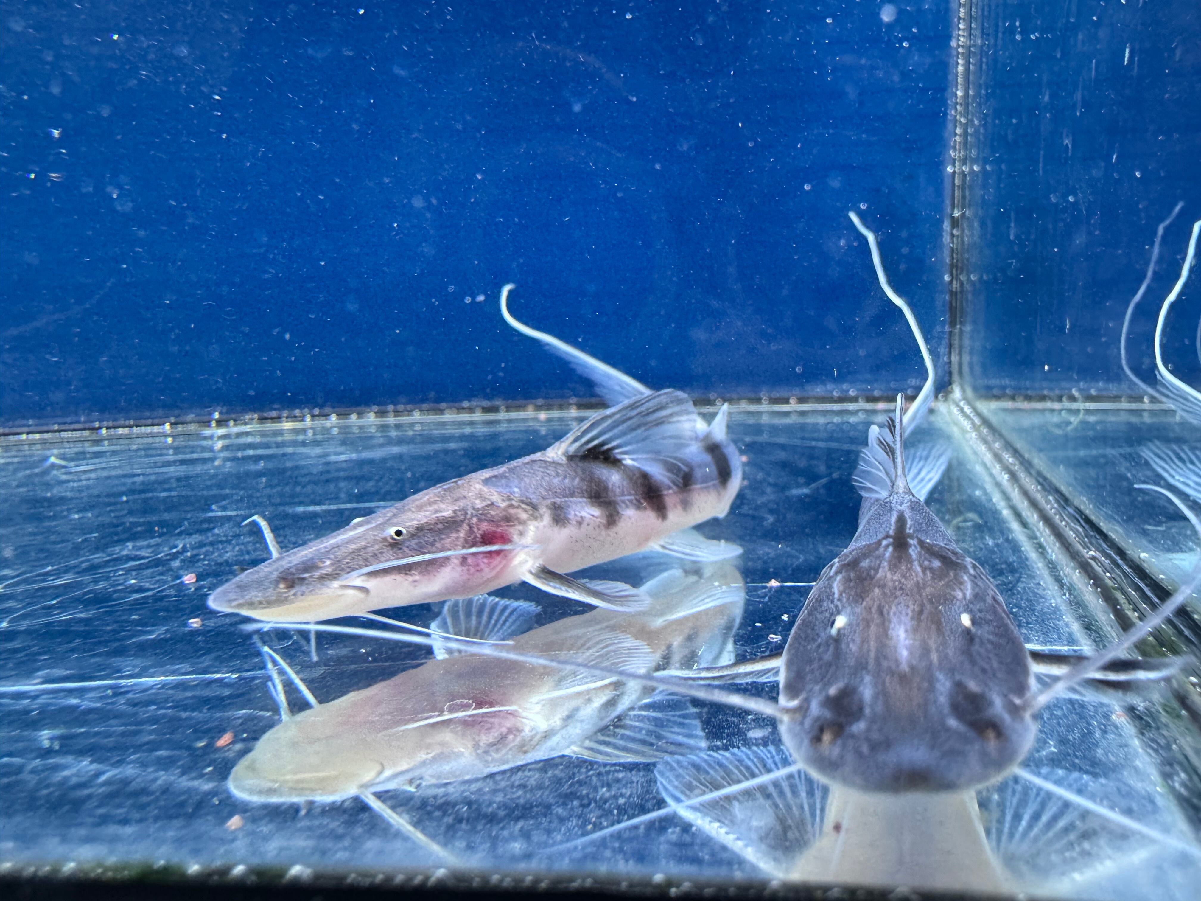 ゼブラキャット、エンドリケリーショート