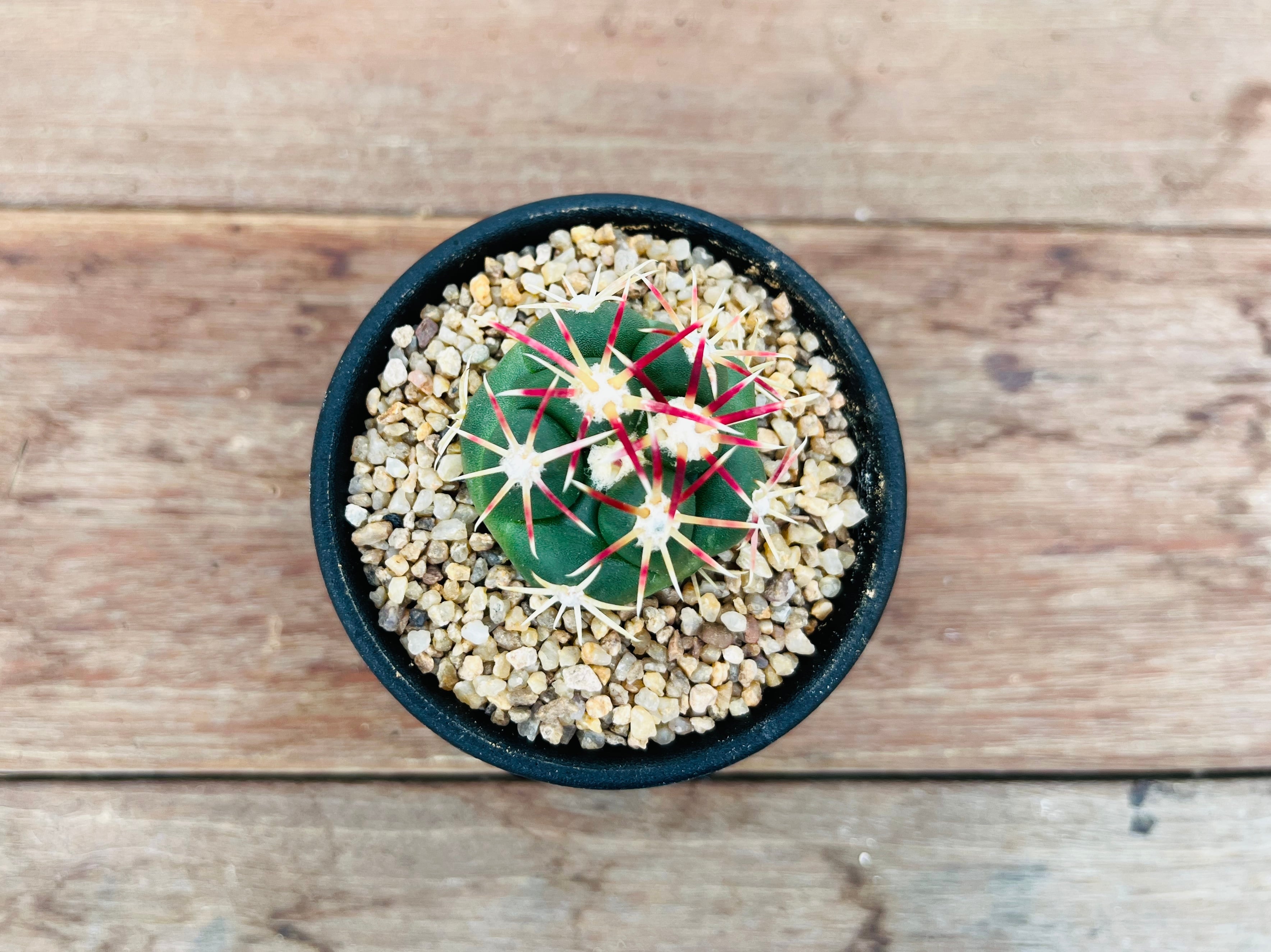 サボテン 多肉植物 127 テロカクタス 特赤太刺 紅鷹 塊根　コーデックス Theiocactus heteromus テロカクタス 紅鷹 サボテン | plants MARU