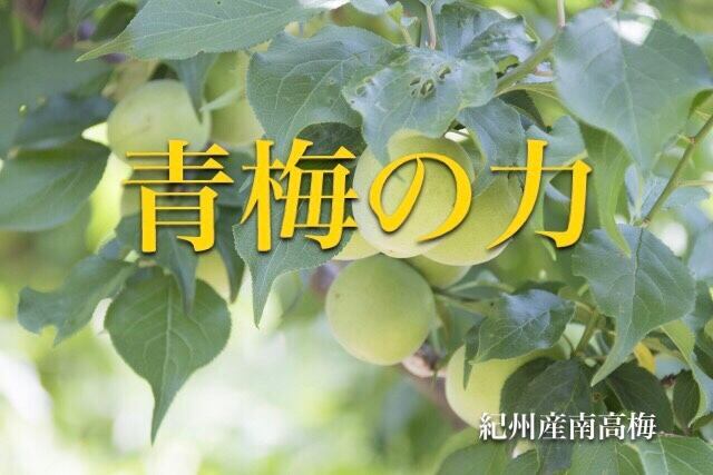 青梅の力 お徳用 850g | kou6ini