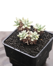 抜き苗 ダドレア グノマ Dudleya gnoma