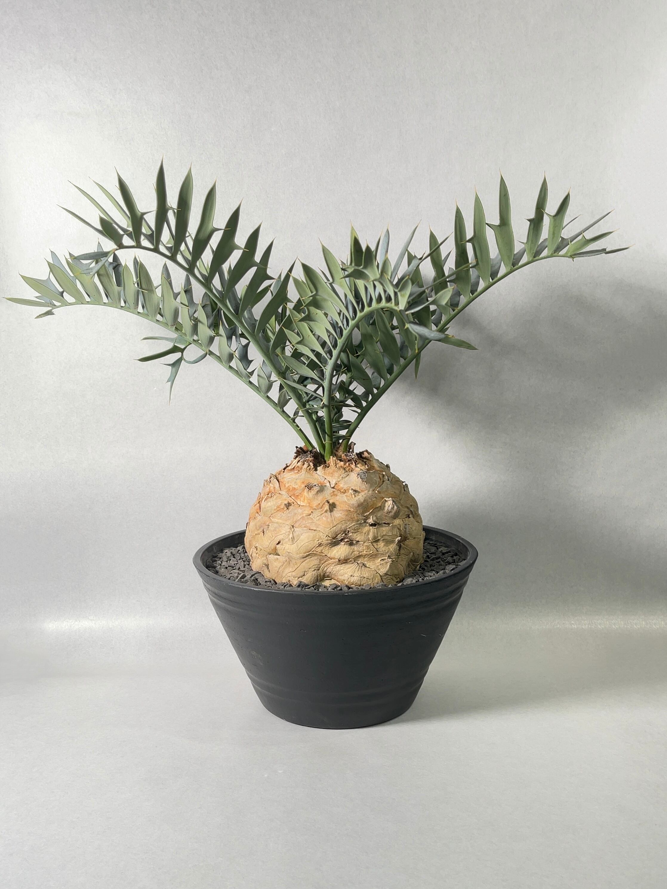 エンセファラルトス・ホリダス | trigger