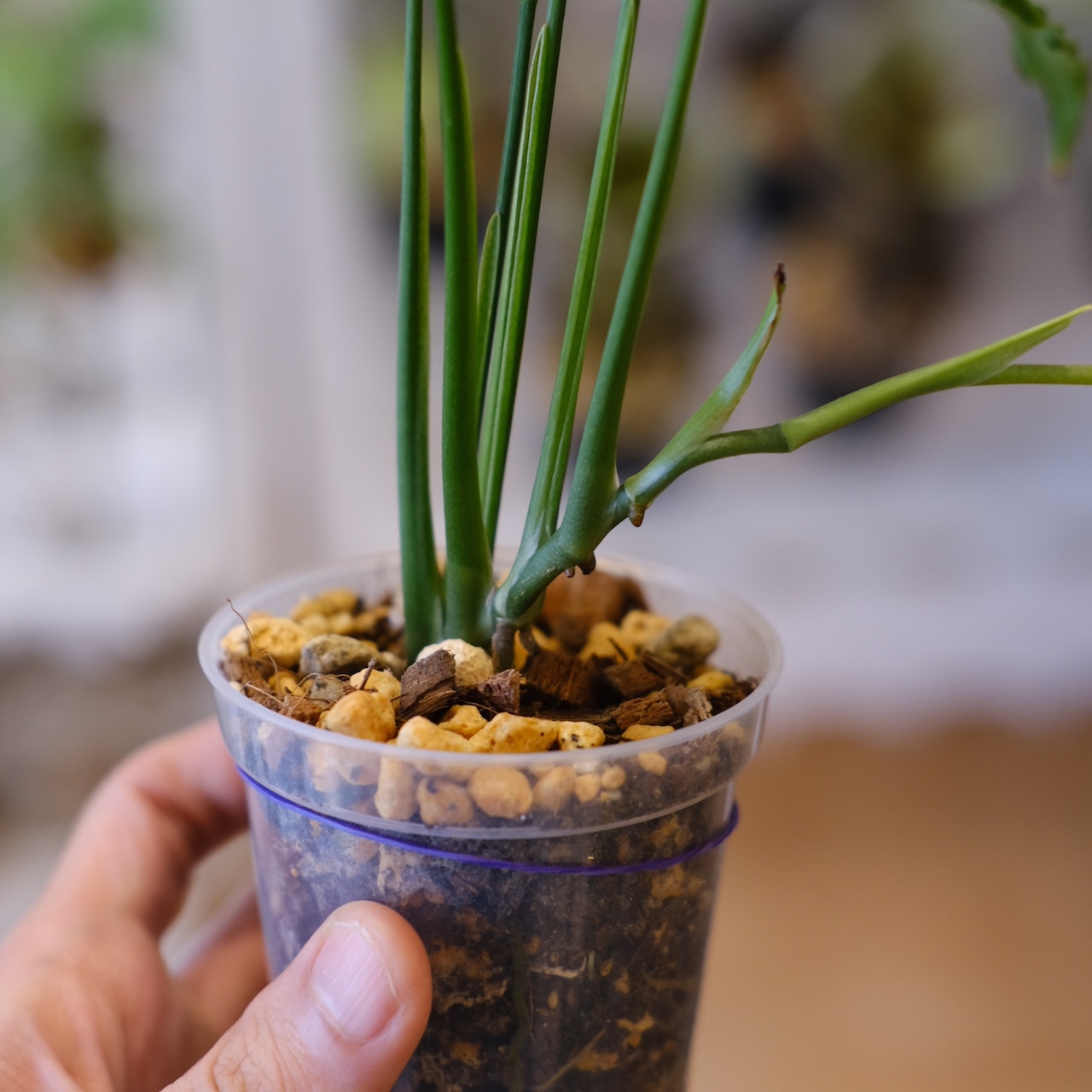 【実生】モンステラ オブリクア ペルー / Monstera Obliqua Peru②