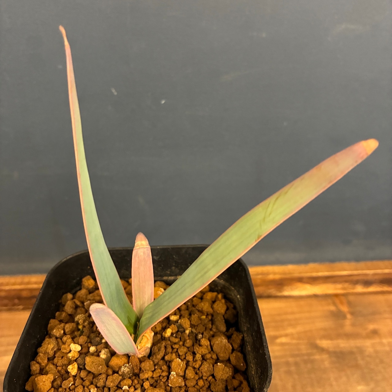 【新着3日限定10%OFF】ウェルウィッチア ミラビリス 奇想天外【857】