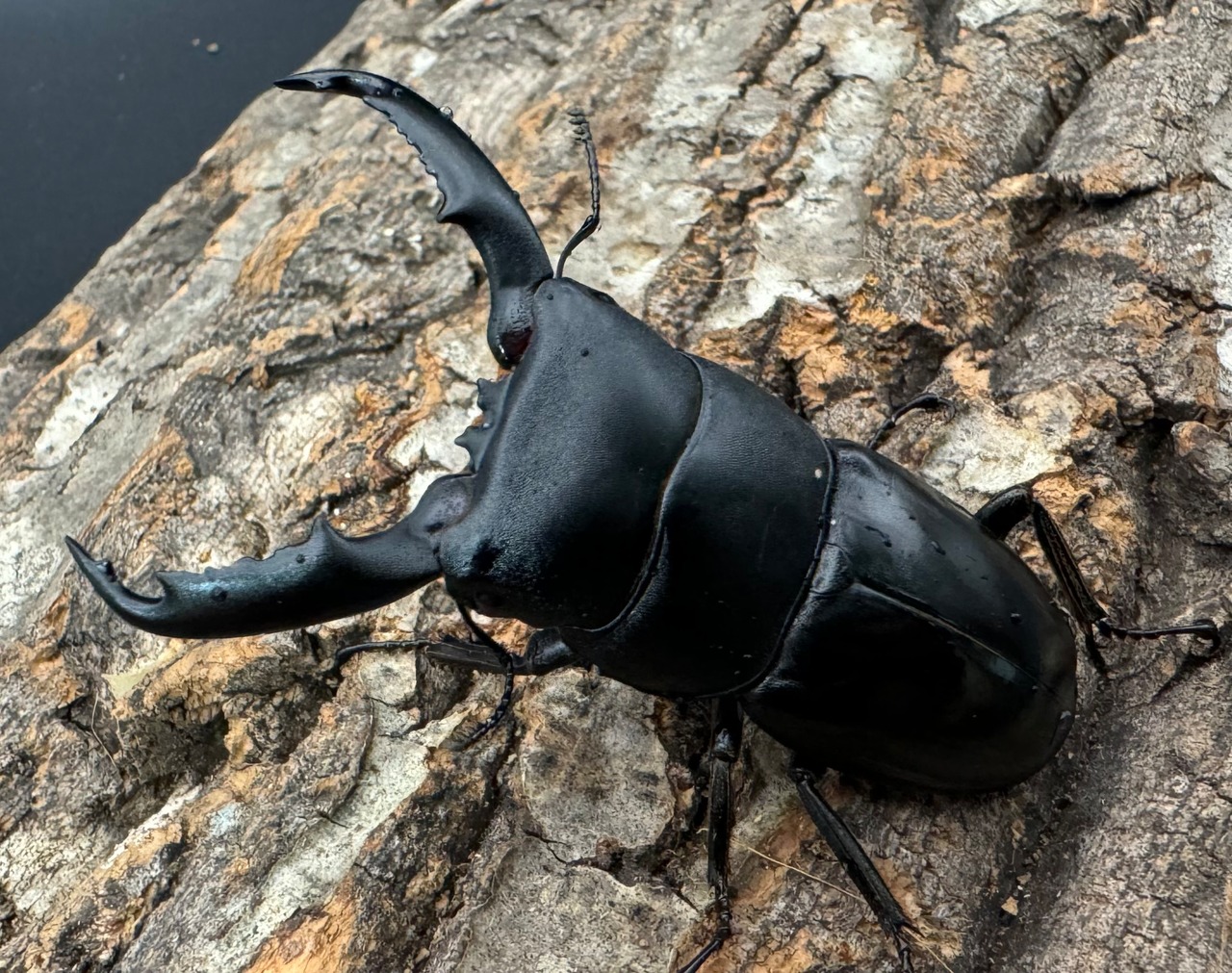 【WD】《ミンダナオヒラタクワガタ 70mm ペア》