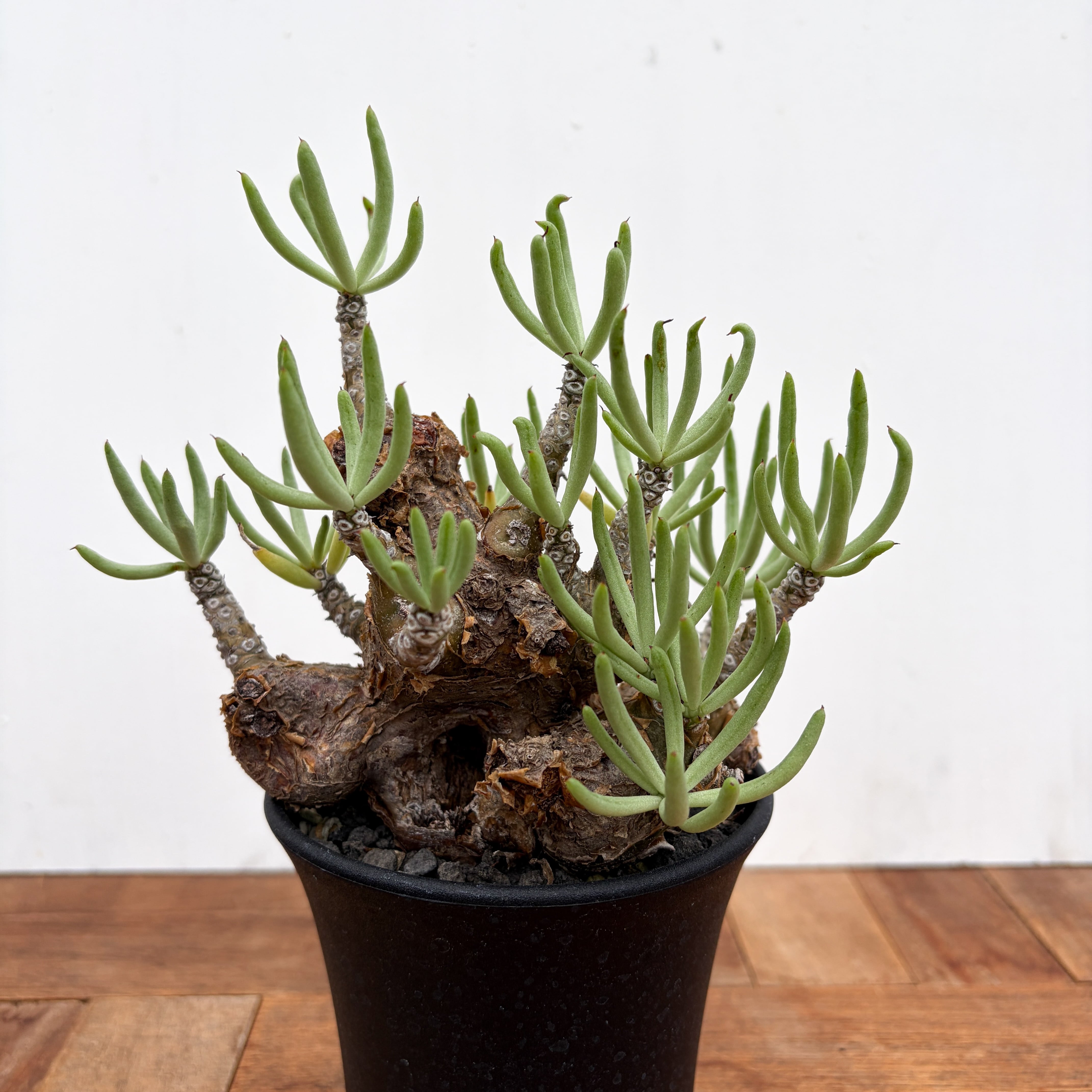 Bursera microphilla【ブルセラ・ミクロフィラ・実生】 | RIMO'S GREEN