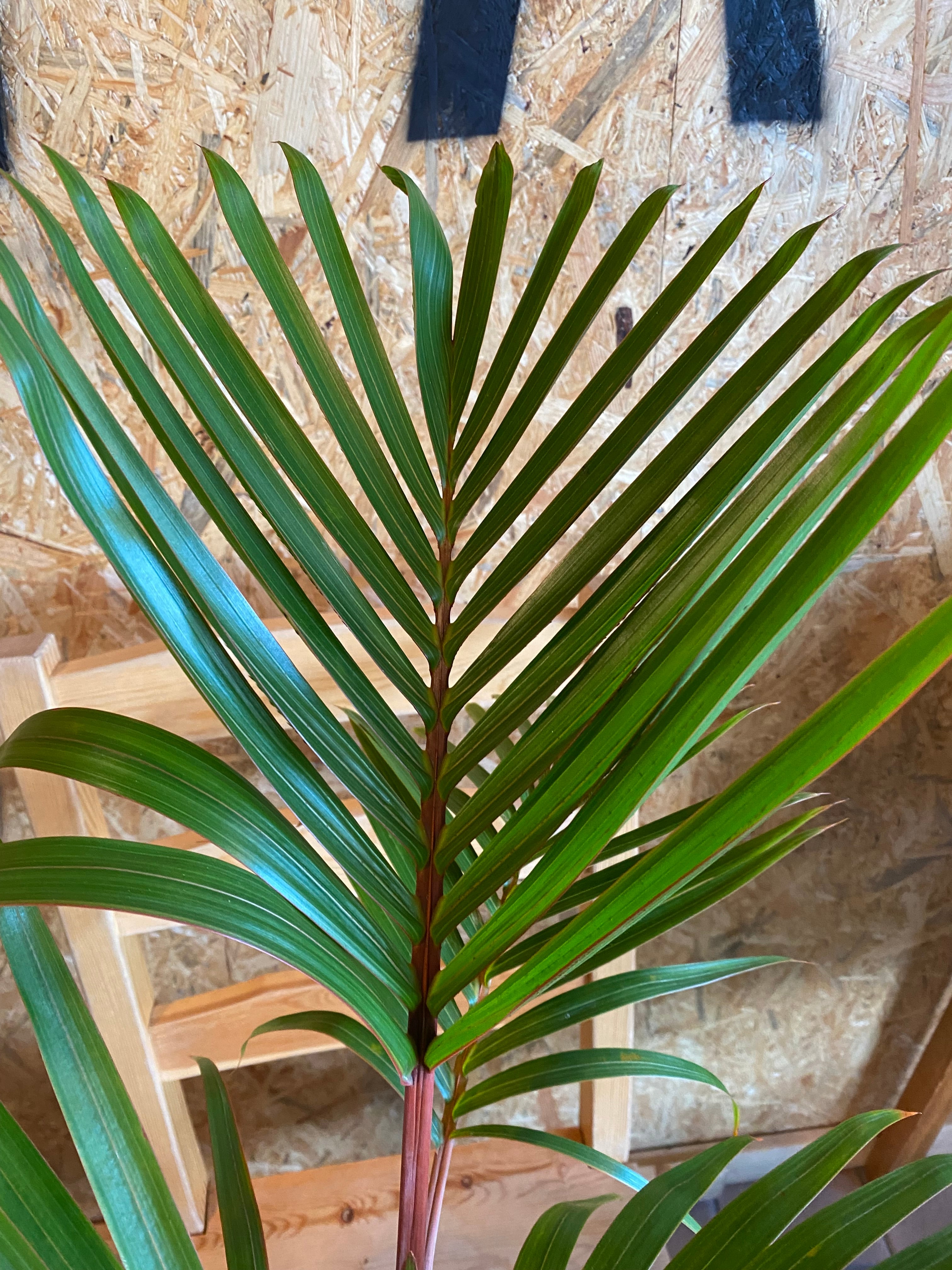 トックリヤシ H70cm W50cm 口径16cm | Garden Varejo