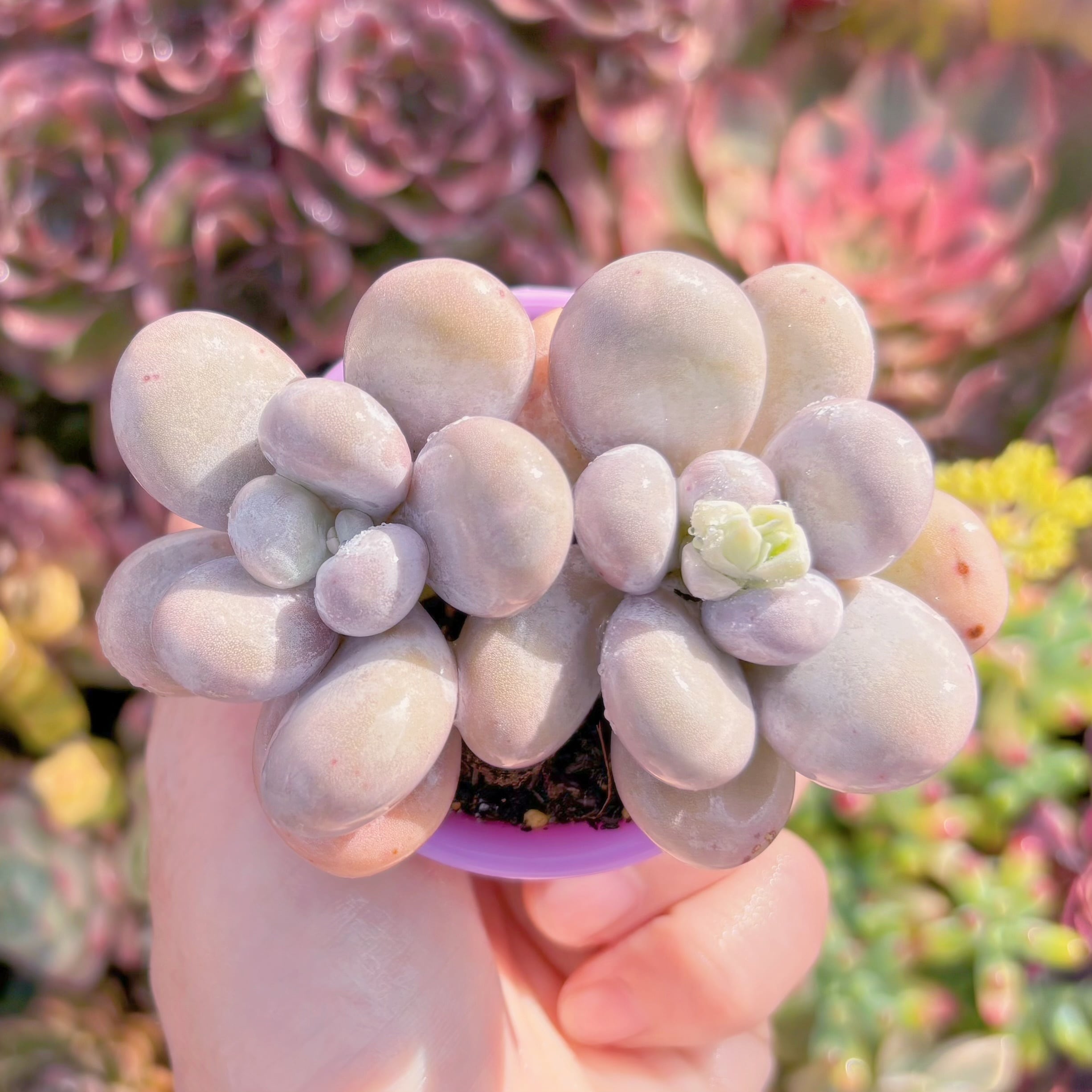 現品　達磨アメジスチヌム#C53　新入荷　るる農園