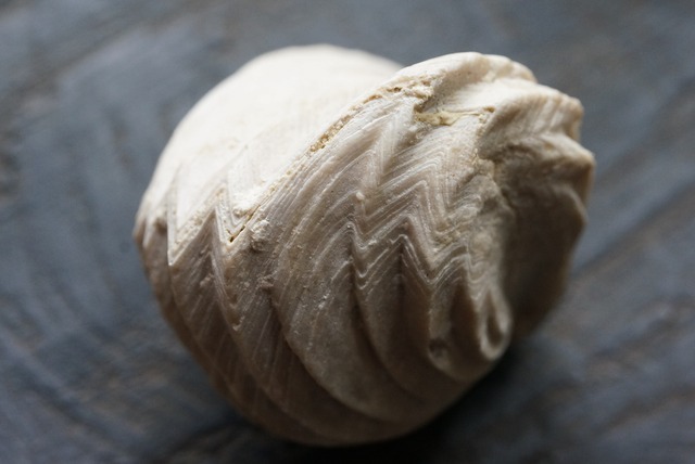 Burmirhynchia Decorata　化石 ⑨