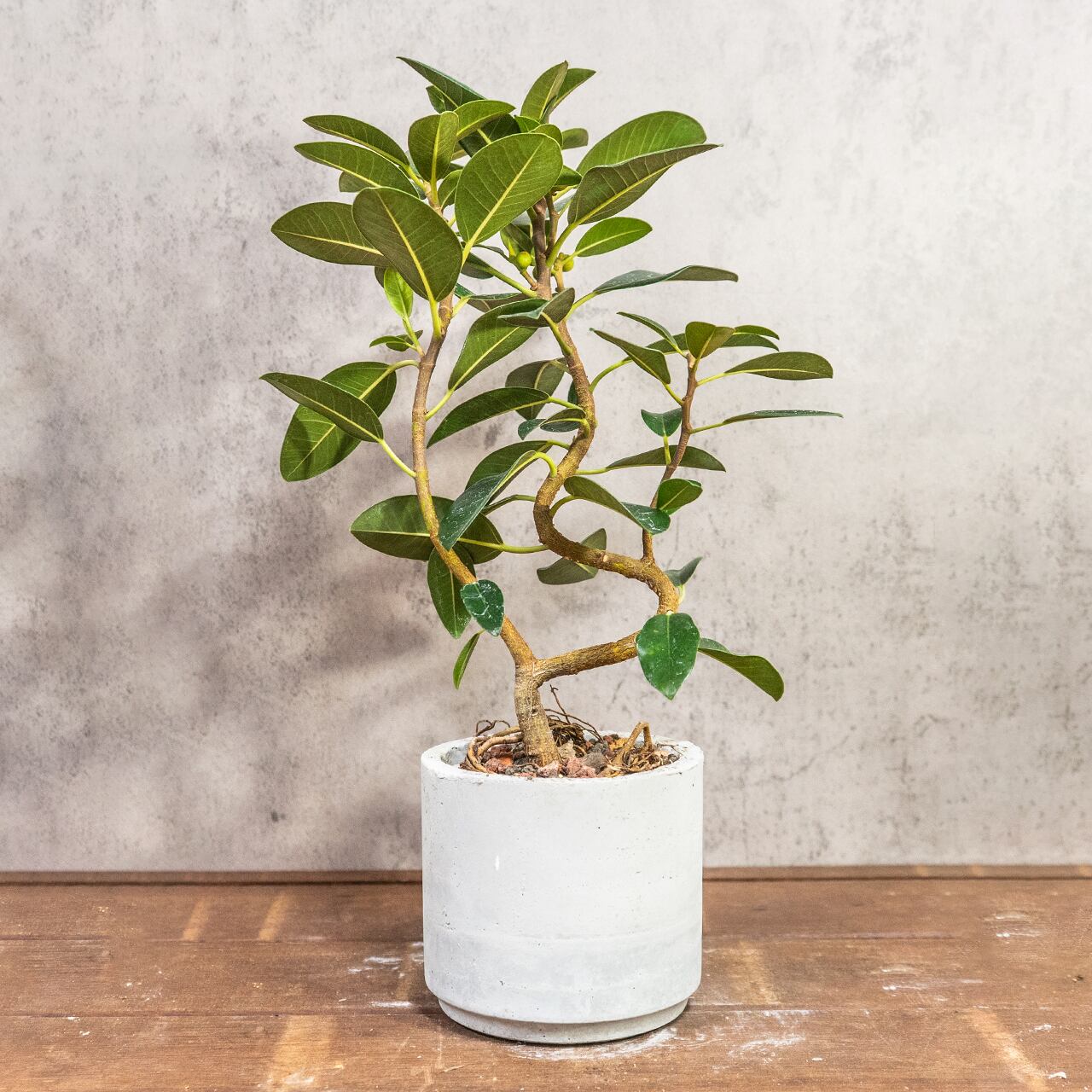 フランスゴムの木｜二股の根元と美しい枝ぶりが映えるインテリア向きグリーン【虫発生抑制／手作りモルタル鉢】