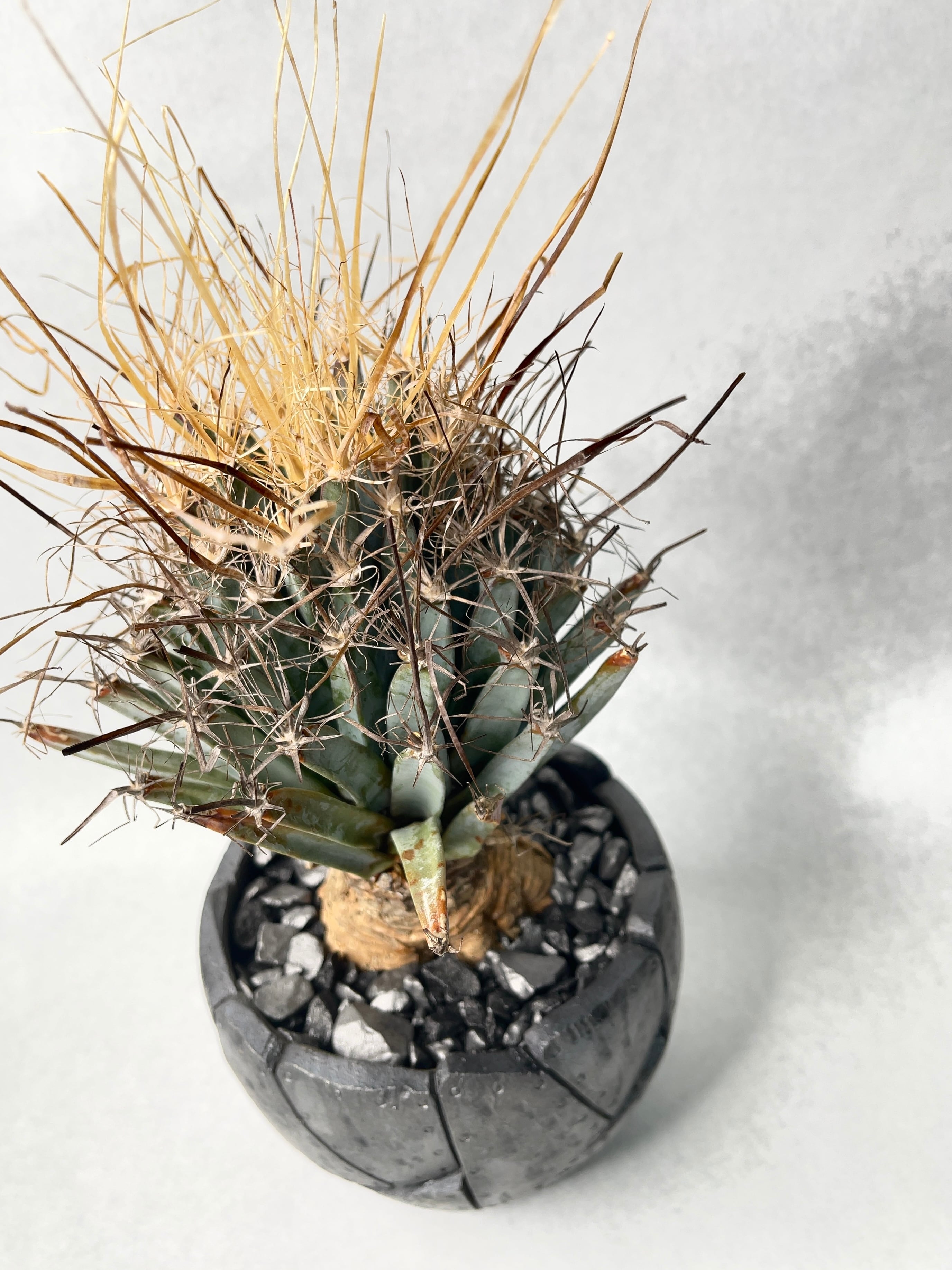 レウクテンベルギア・晃山 | trigger