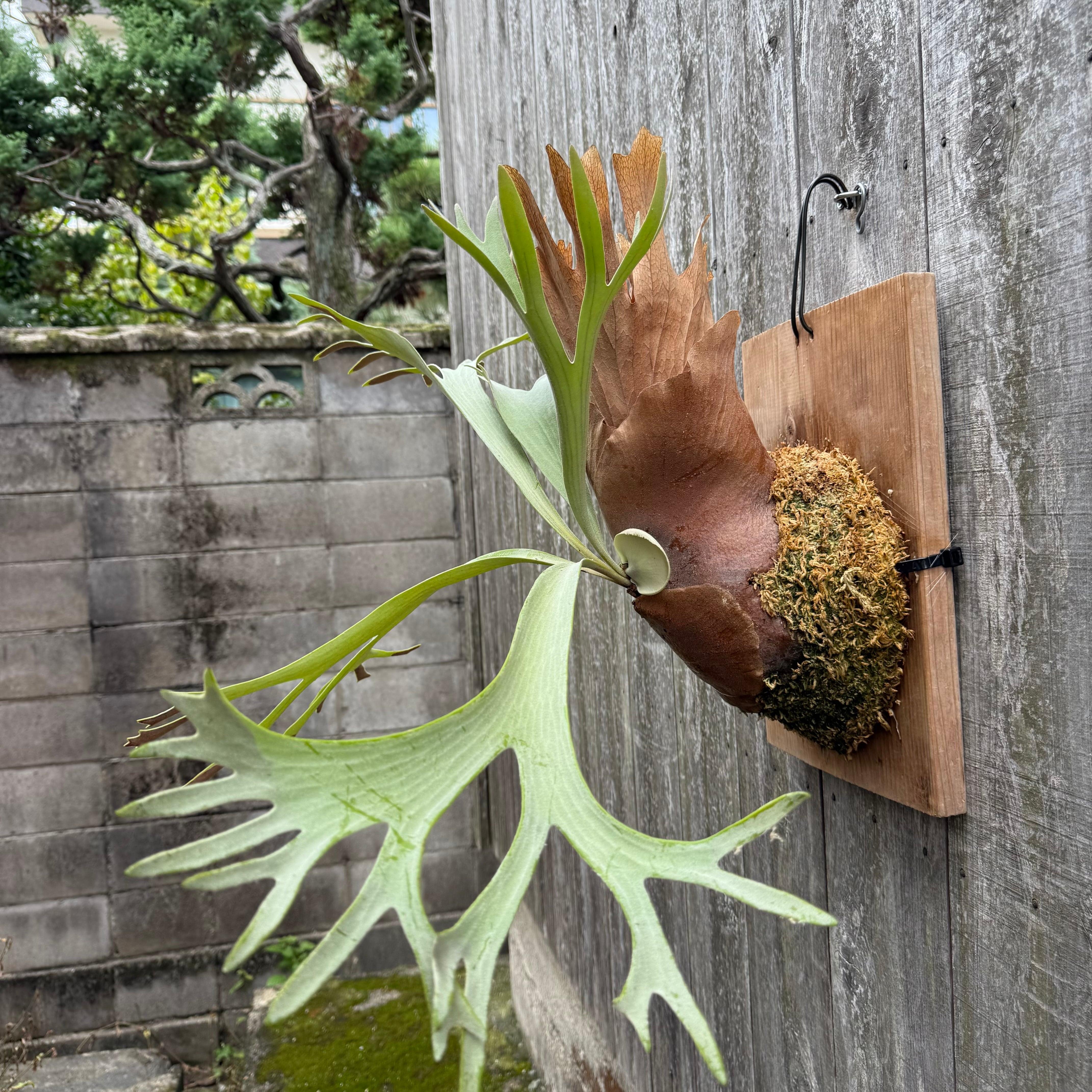 Platycerium White Wing (veitchii x willinckii) | Pay ID