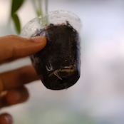 モンステラ バールマルクスフレーム / Monstera 'Burle Marx's Flame⑦