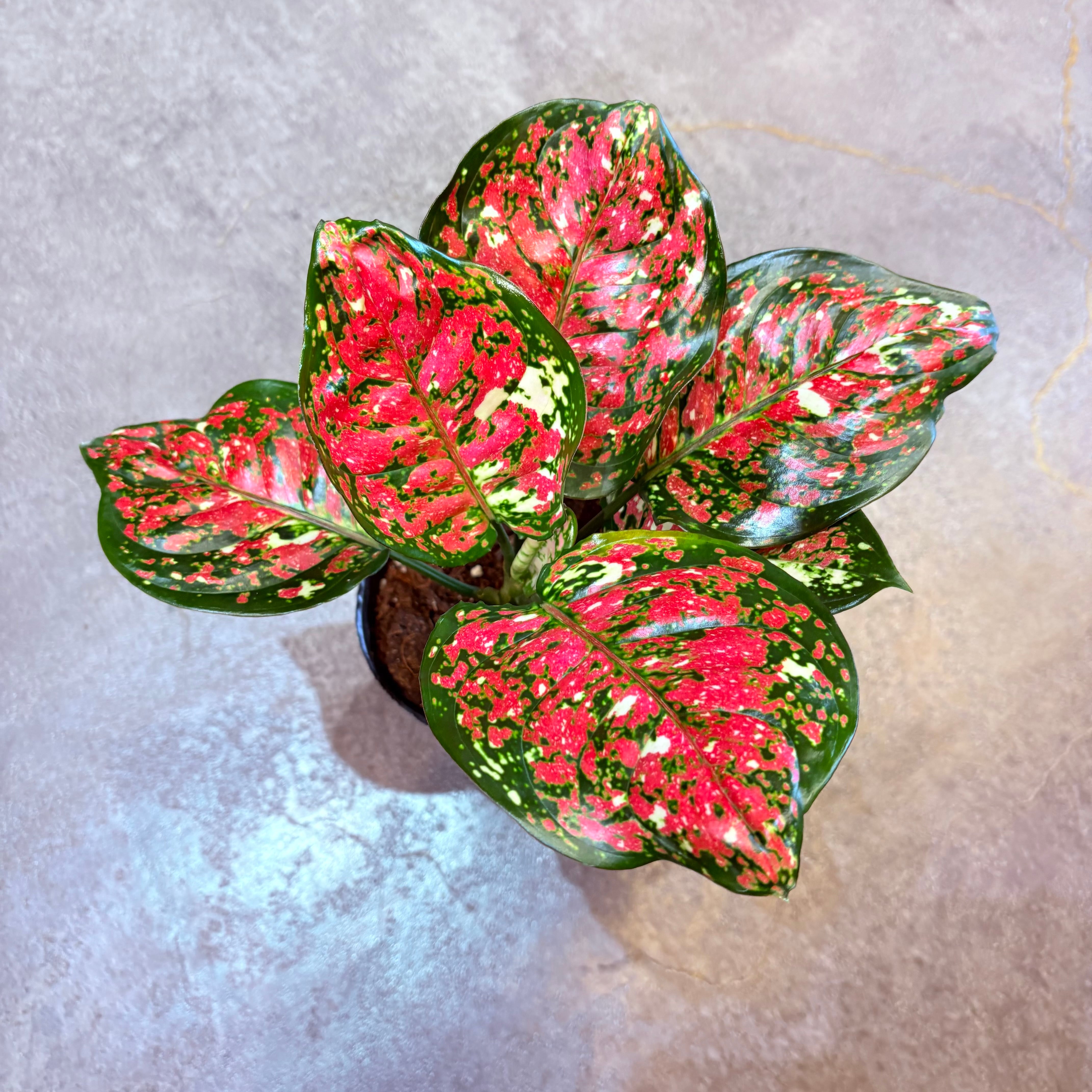 アグラオネマ アンヤマニートリカラー 3.5号 A | Green Vibes 宇都宮市