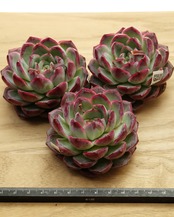 カット苗 アフターグロウフェアリー 【日本初上陸？！】 Echeveria 'Afterglow Fairy'