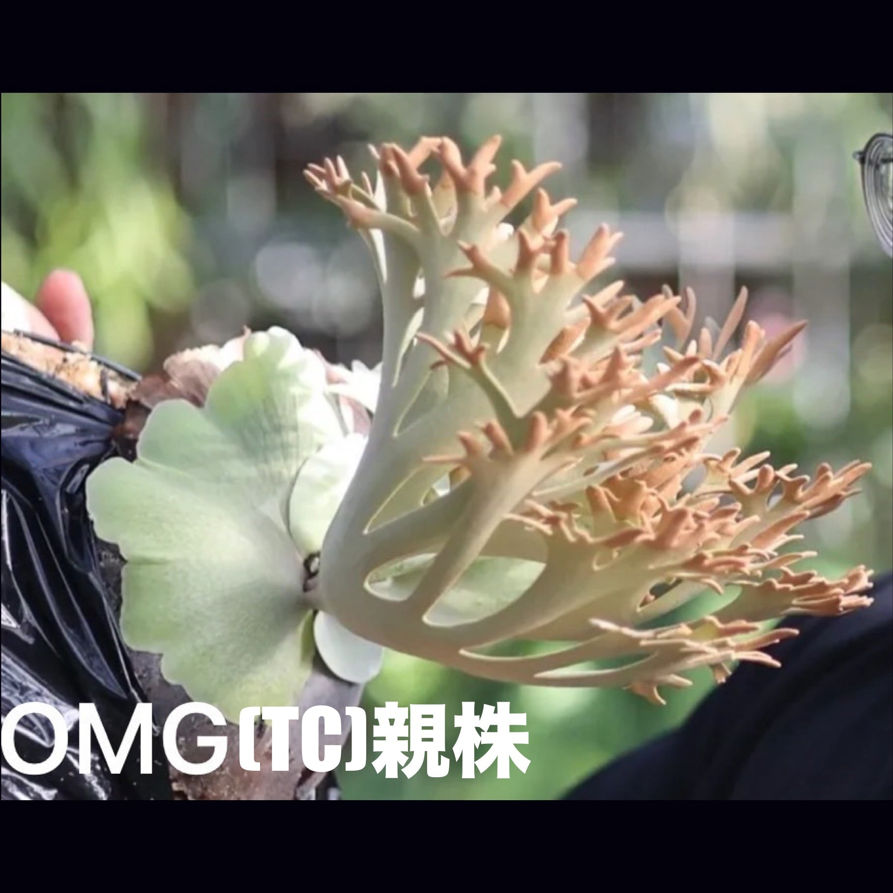 platycerium willinckii OMG オリジナル ビカクシダ ビカクシダ OMG P. willinckii 'OMG' TC【990】 | PROTOLEAF