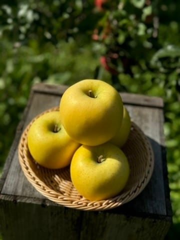 葉取らず高徳&シナノゴールド　家庭用2kg