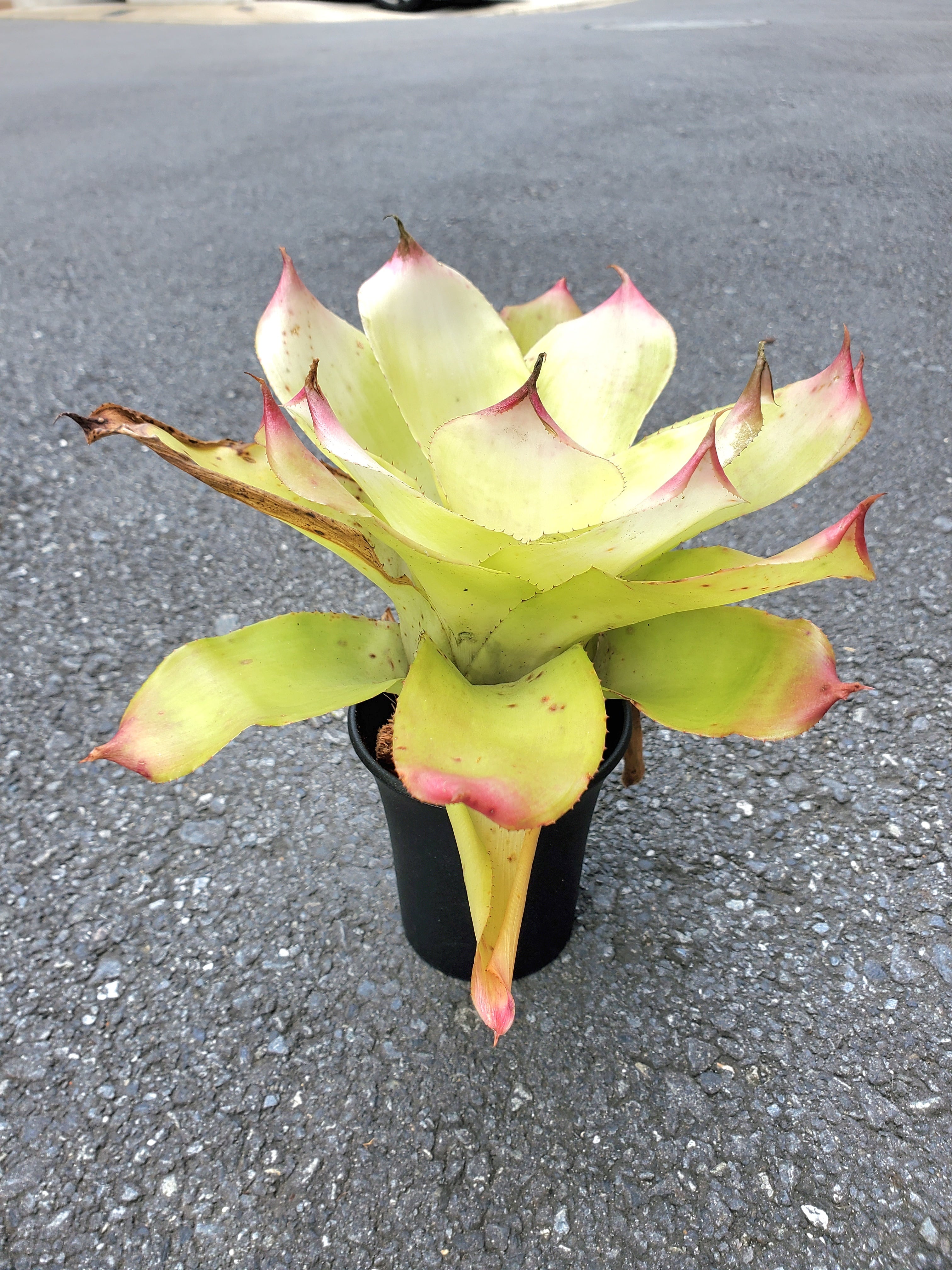 Neoregelia Hybrid【artPLANTs】 ネオレゲリア/タンクブロメリア