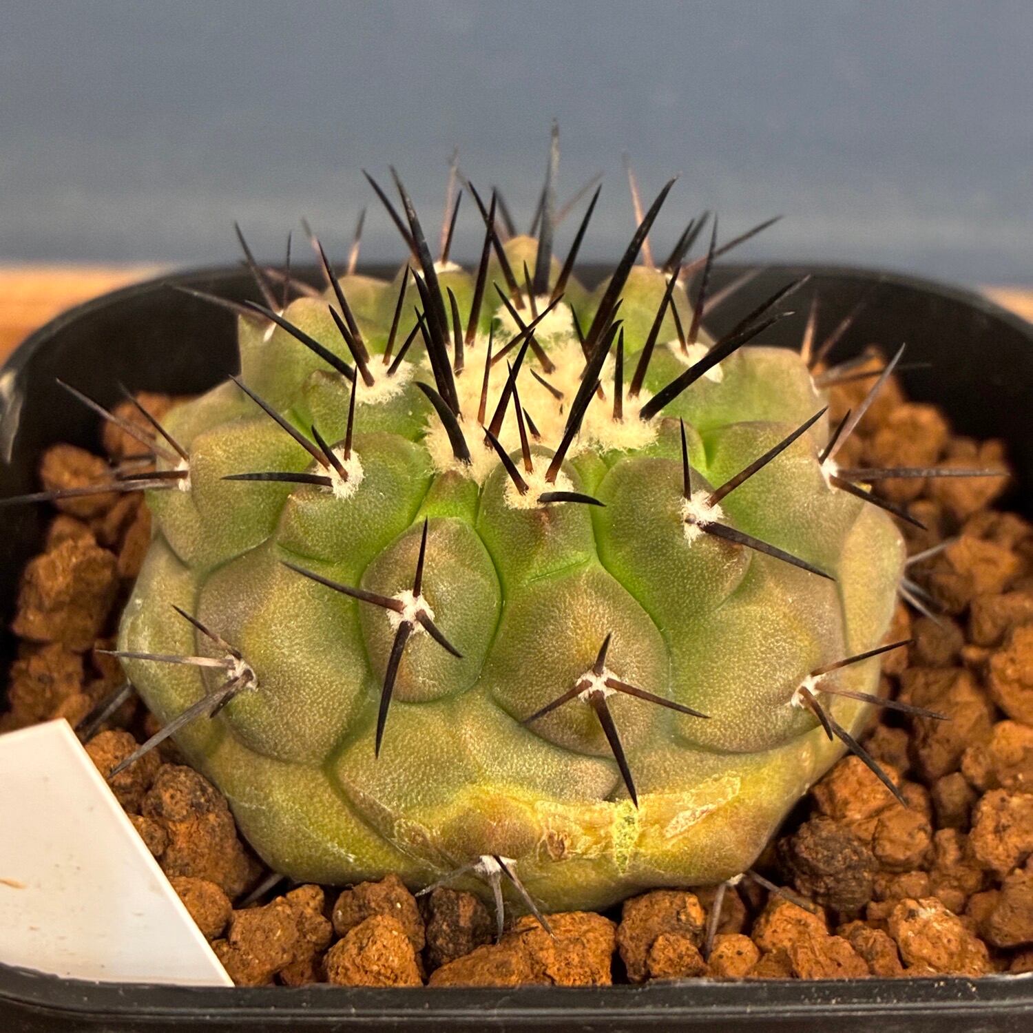 Copiapoa】サボテン コピアポア 黒王丸実生【790】 | PROTOLEAF プロト