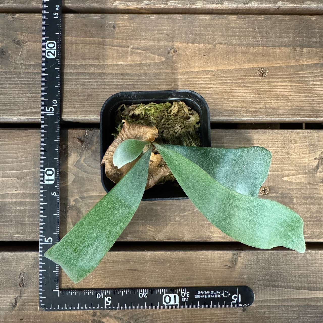 ビカクシダ Bifurcatum white【384】