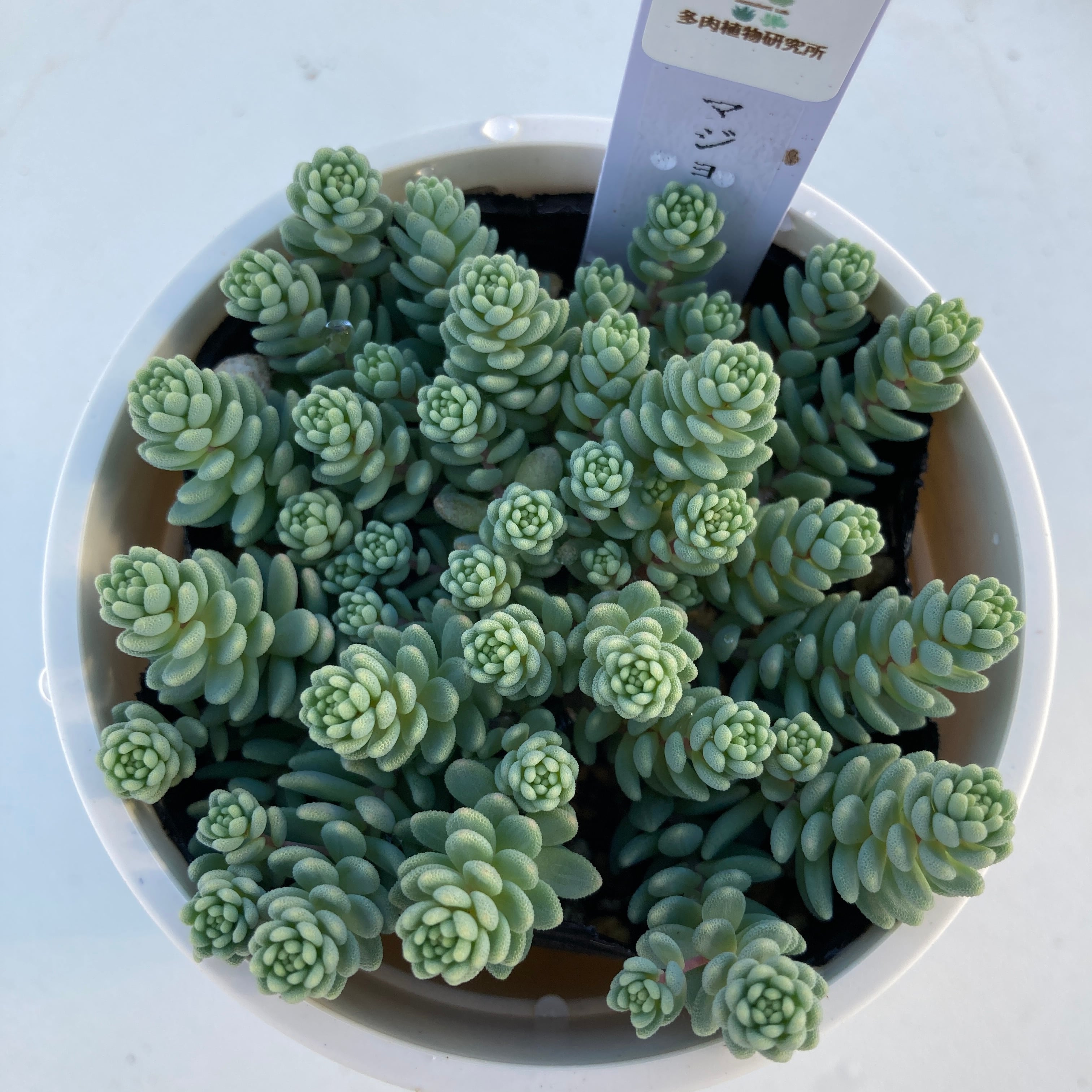 マジョリカ様専用♥️ 多肉植物 マジョリカ♥ ブルーミニマ錦