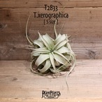 【送料無料】キセログラフィカ S〔エアプランツ〕現品発送T2833