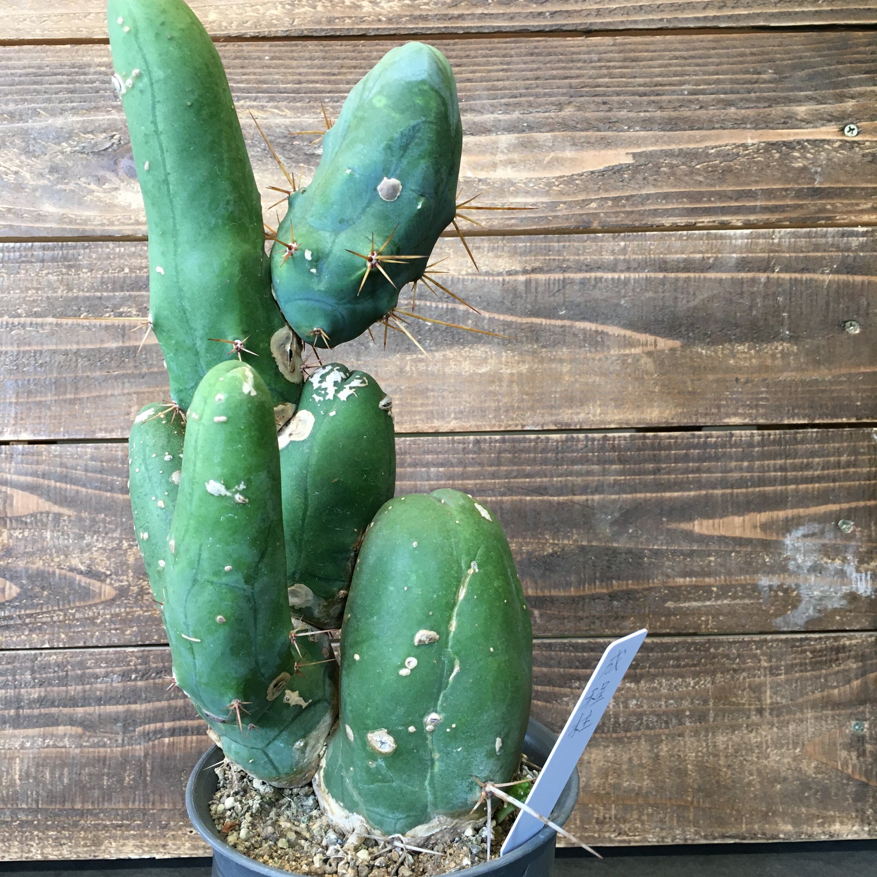 年のクリスマス 二点 サボテン 大株 植物 観葉植物 Ucs Gob Ve