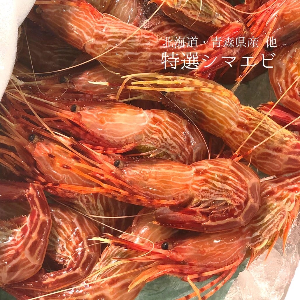 生 シマエビ 縞海老 500g前後(1尾20-25g・約20-25尾)生食用【縞エビ0.5k】冷蔵 豊洲直送