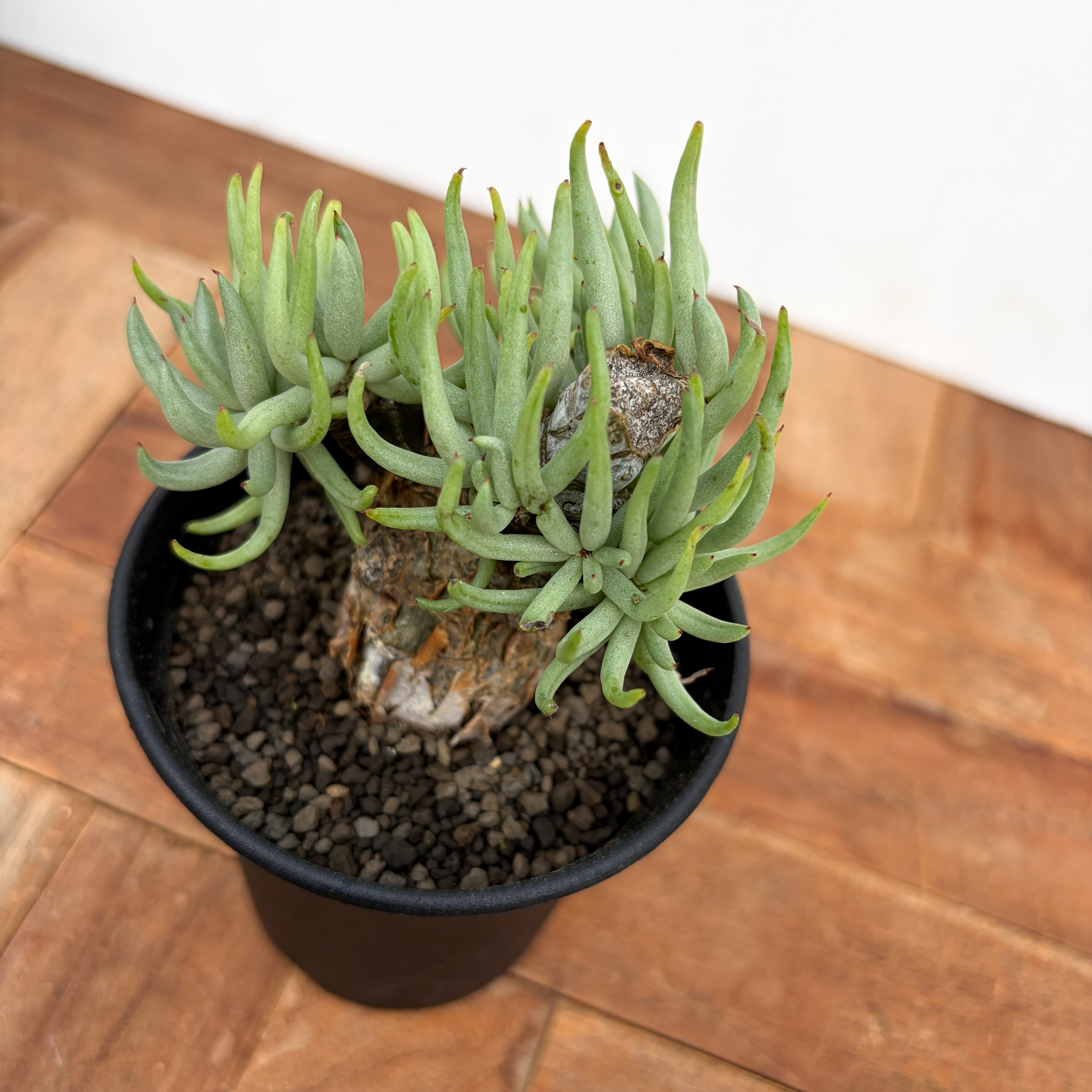 Tylecodon pearsonii【チレコドン・ペアルソニー・実生】 | RIMO'S