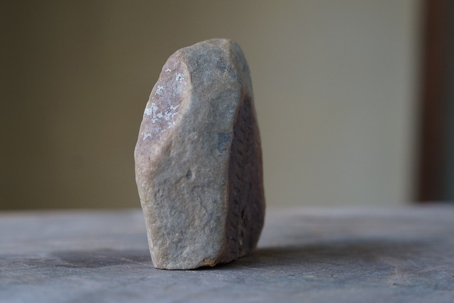 シダ種子類 化石  Fern Fossil Pecopteris miltoni 