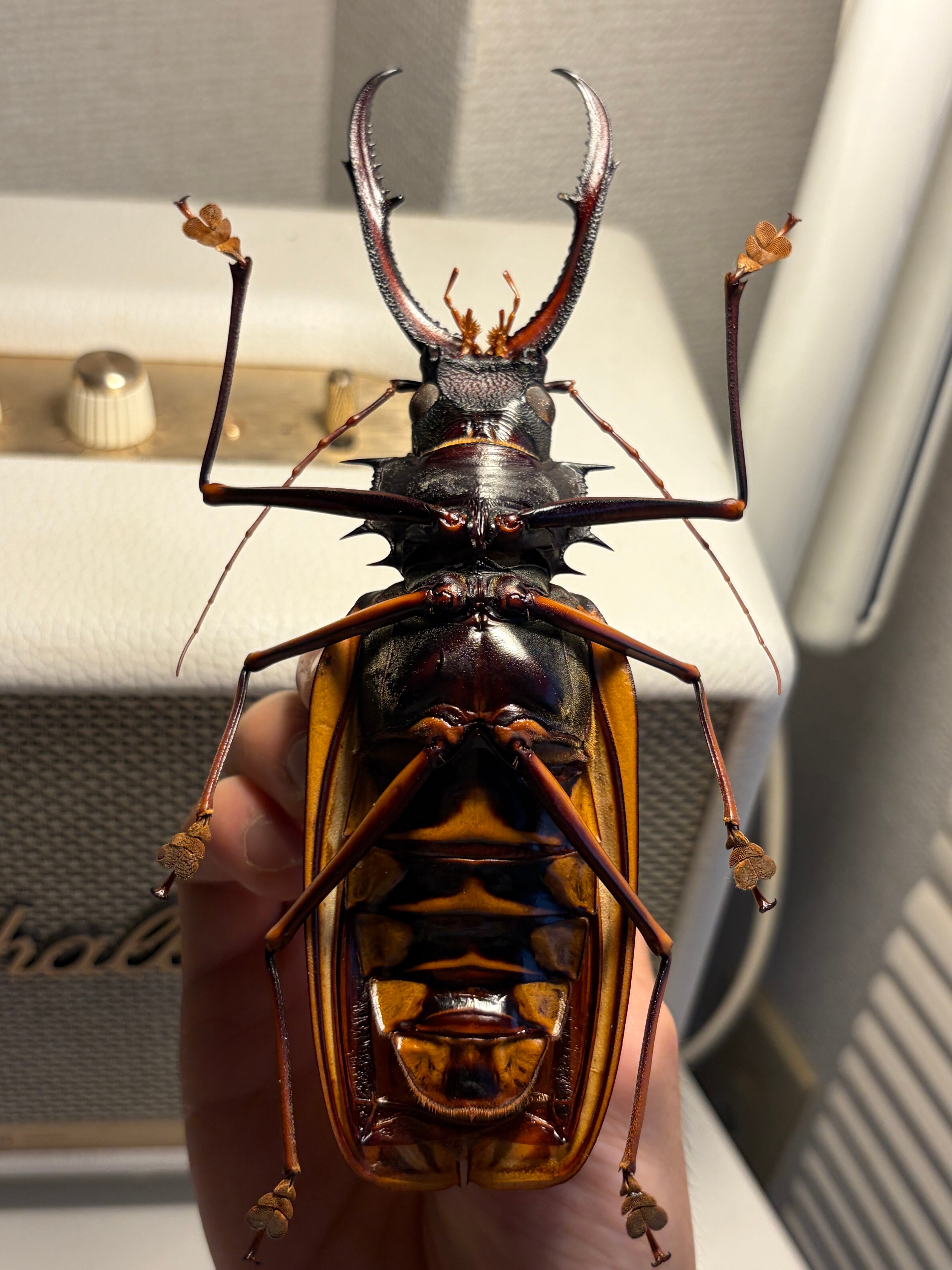 160mm程】オオキバウスバカミキリ標本 Macrodontia cervicornis昆虫