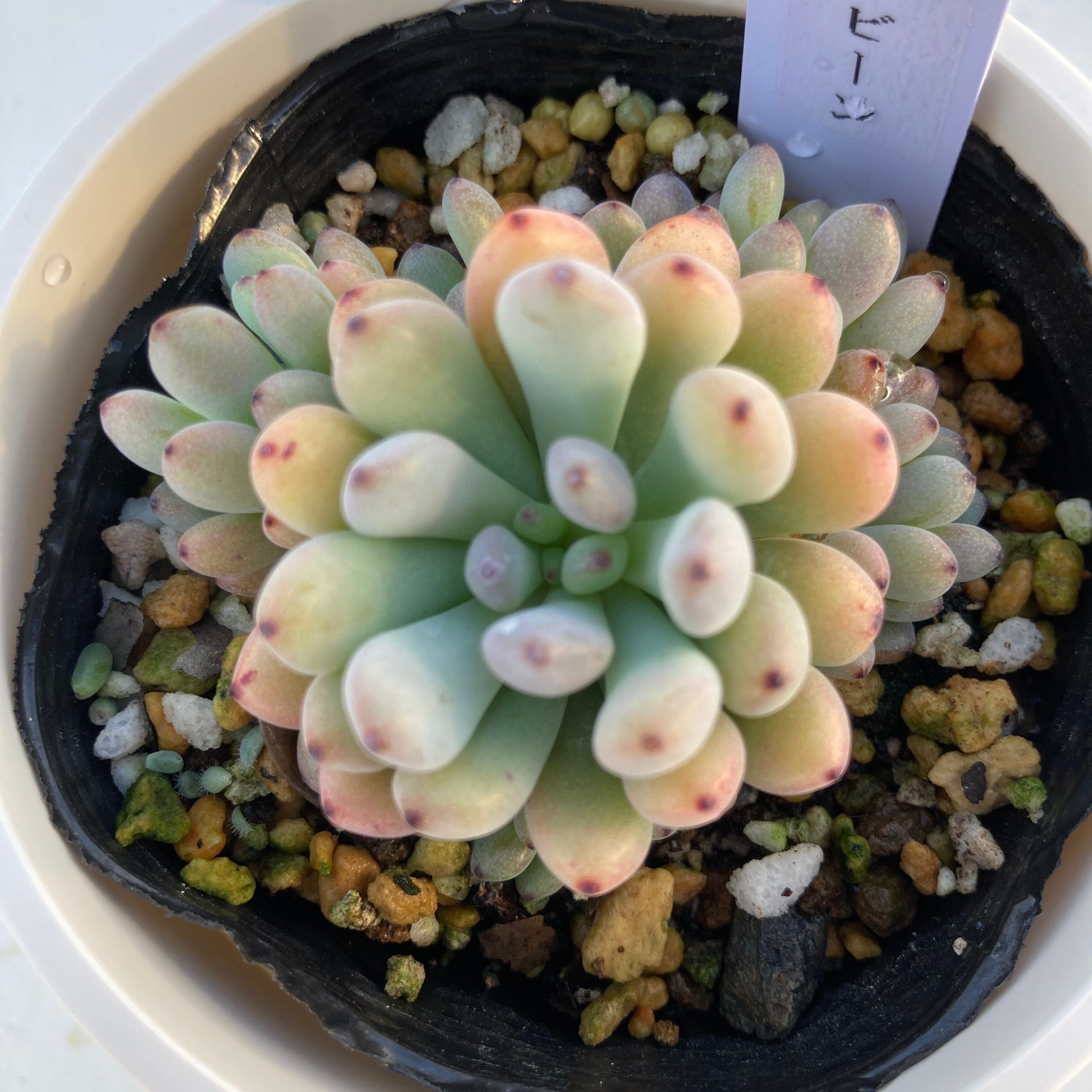 グラプトペタルム | 多肉植物研究所