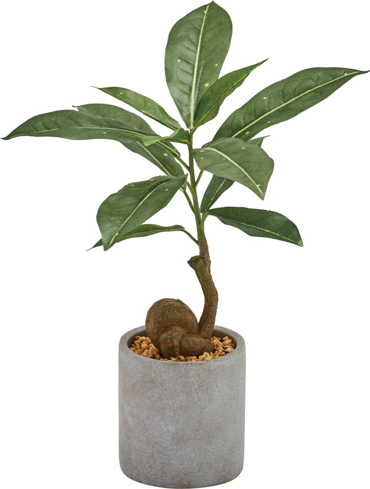 コーヒーノキセメントポット　　GLA-1521GR　4961823745997　造花（アーティフィシャルフラワー） > 観葉植物