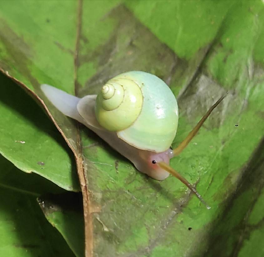 沖縄本島産 アオミオカタニシ 5匹 おだんごくらぶ