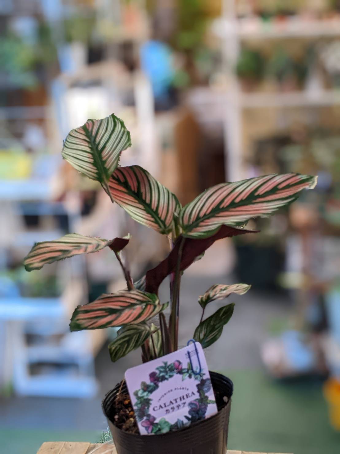 a0870_Dyckia jonesiana：ディッキア・ジョネシアナ（ヨネシアナ