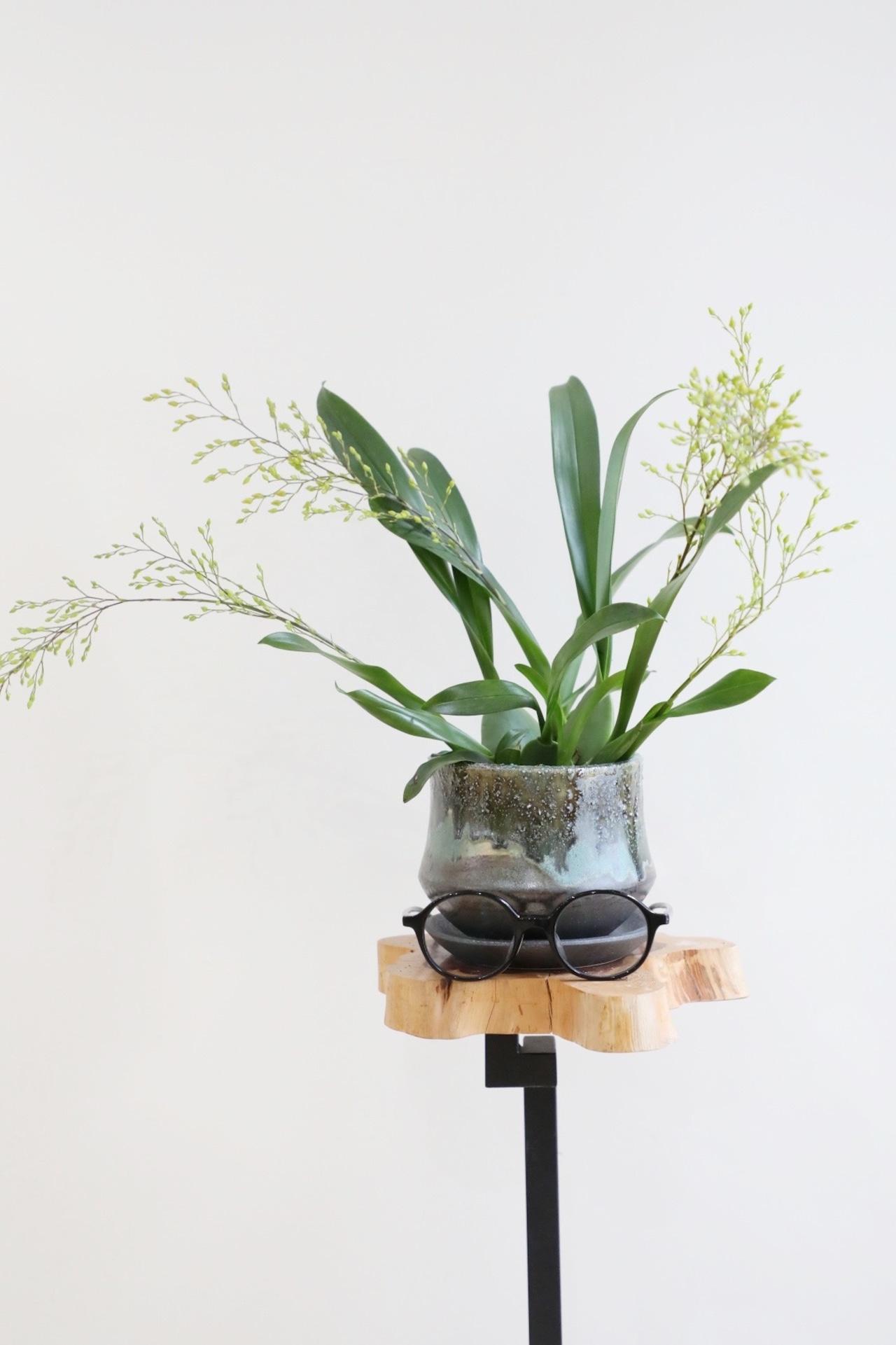 【M】オンシジウム トゥインクル/Oncidium Twinkle